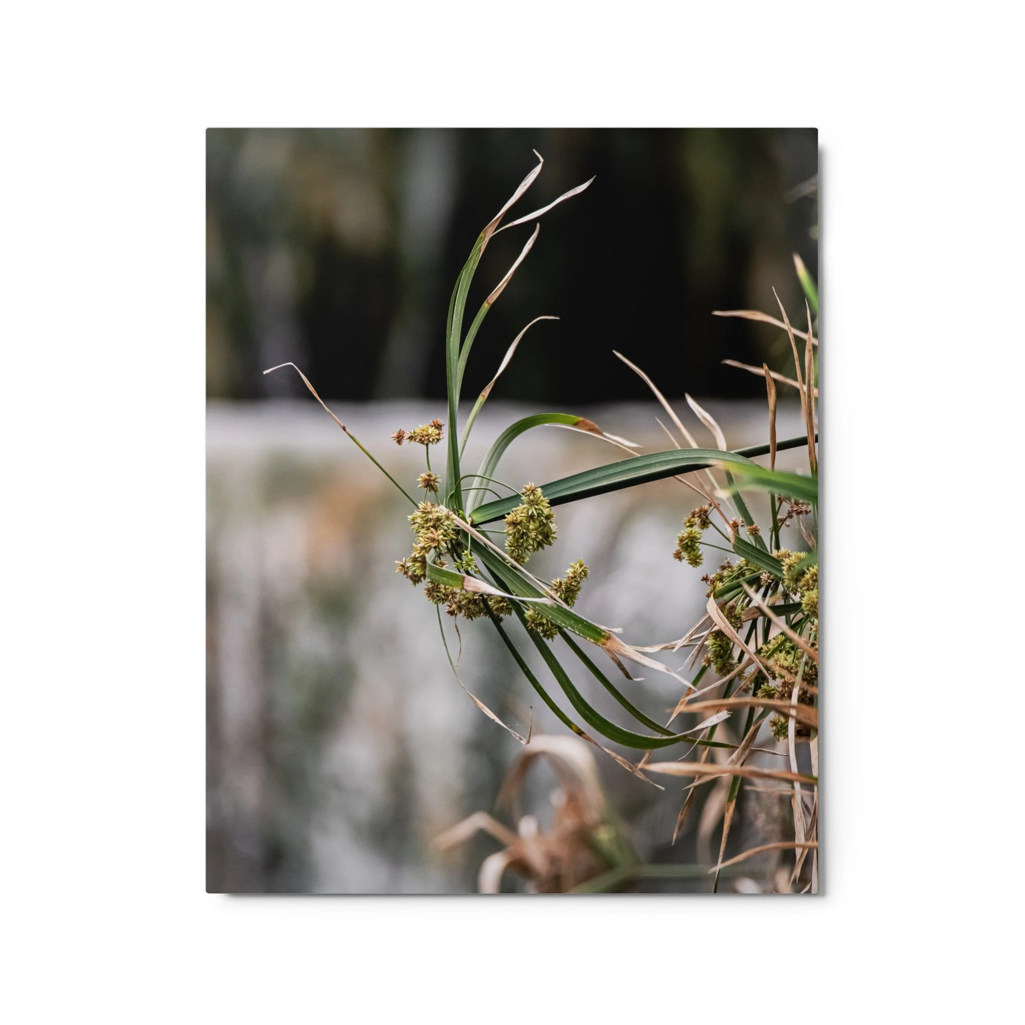 glossy-metal-print-(in)-white-16x20-front-689461bcd8c88.jpg