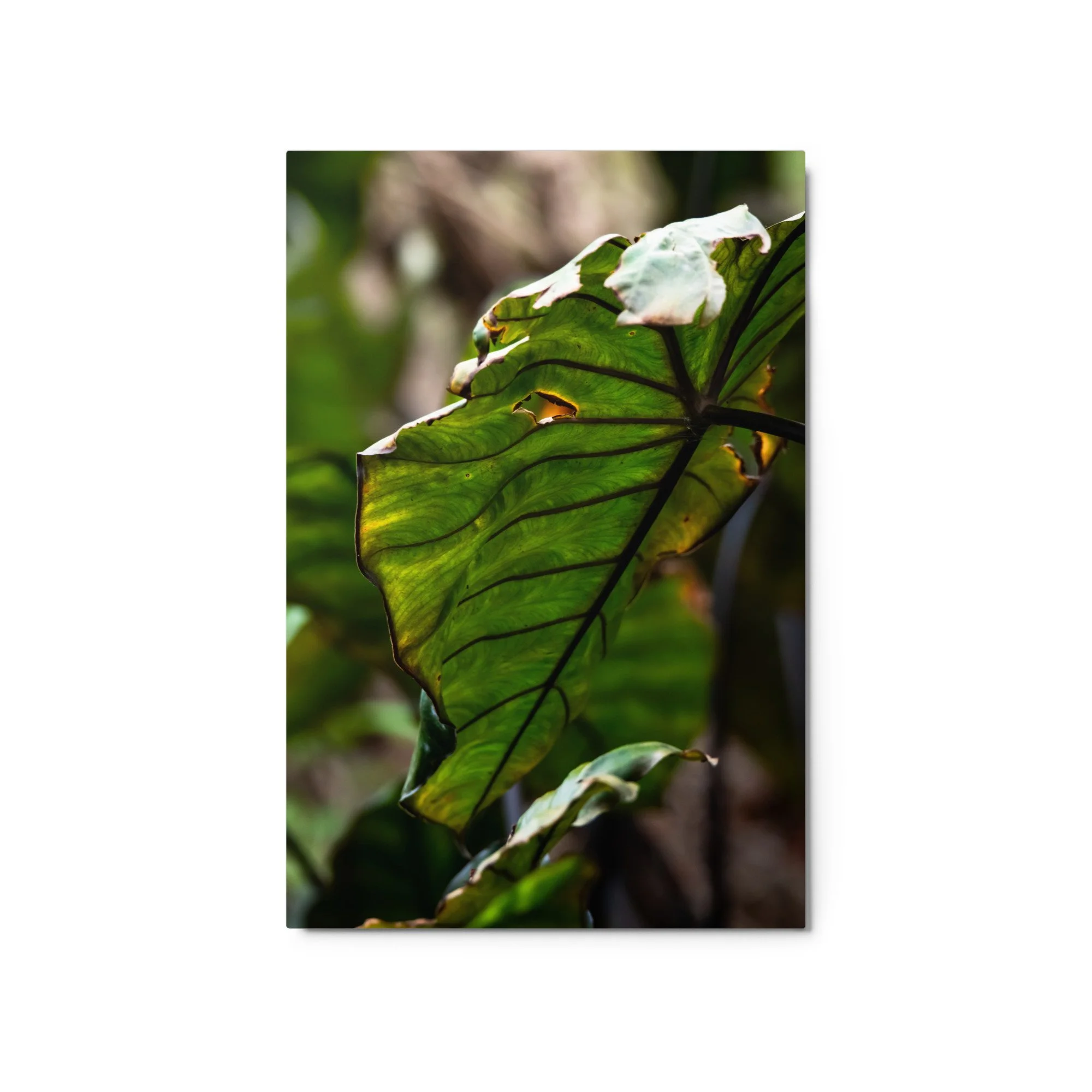glossy-metal-print-(in)-white-20x30-front-6895b608ec830.jpg