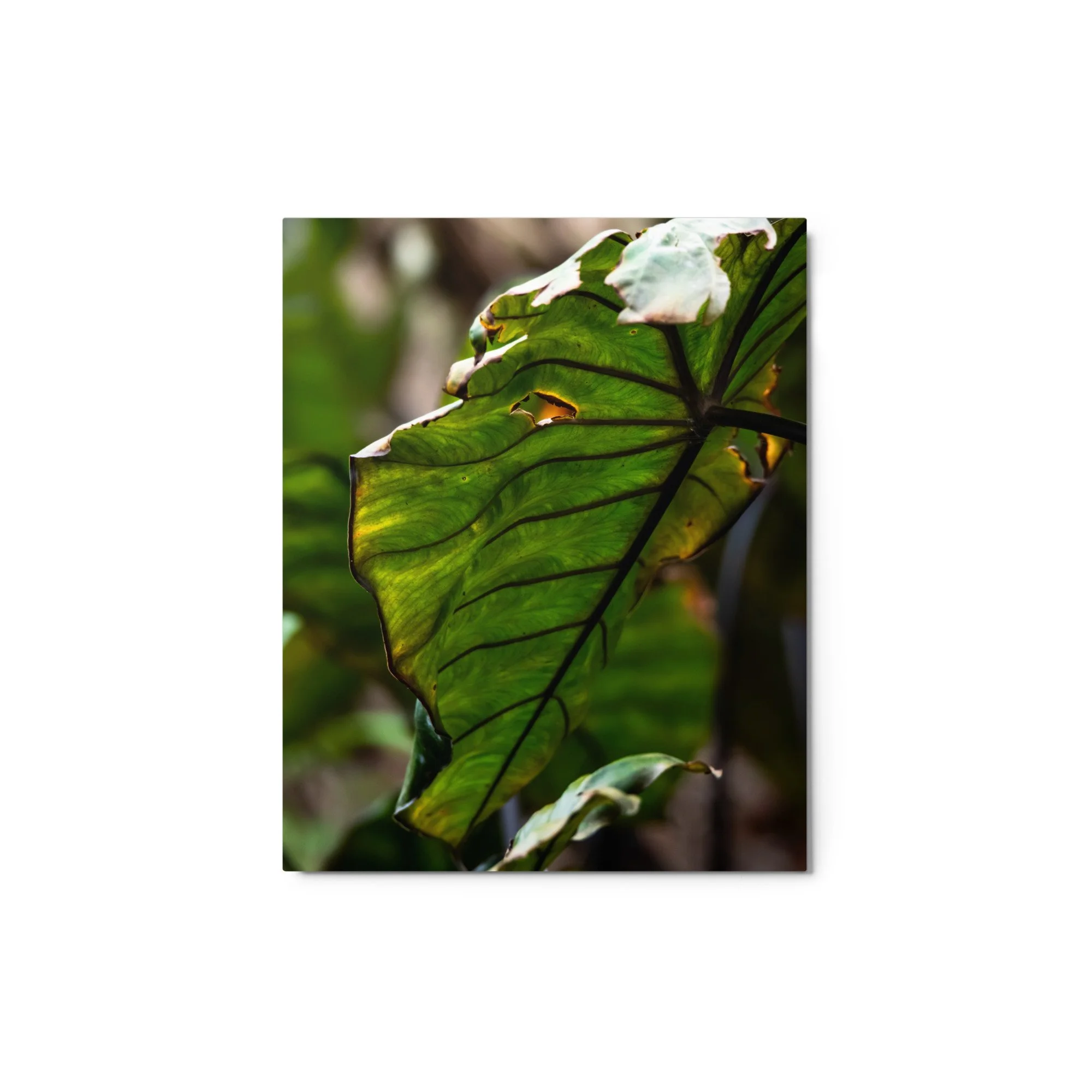 glossy-metal-print-(in)-white-8x10-front-6895b608ed2b5.jpg