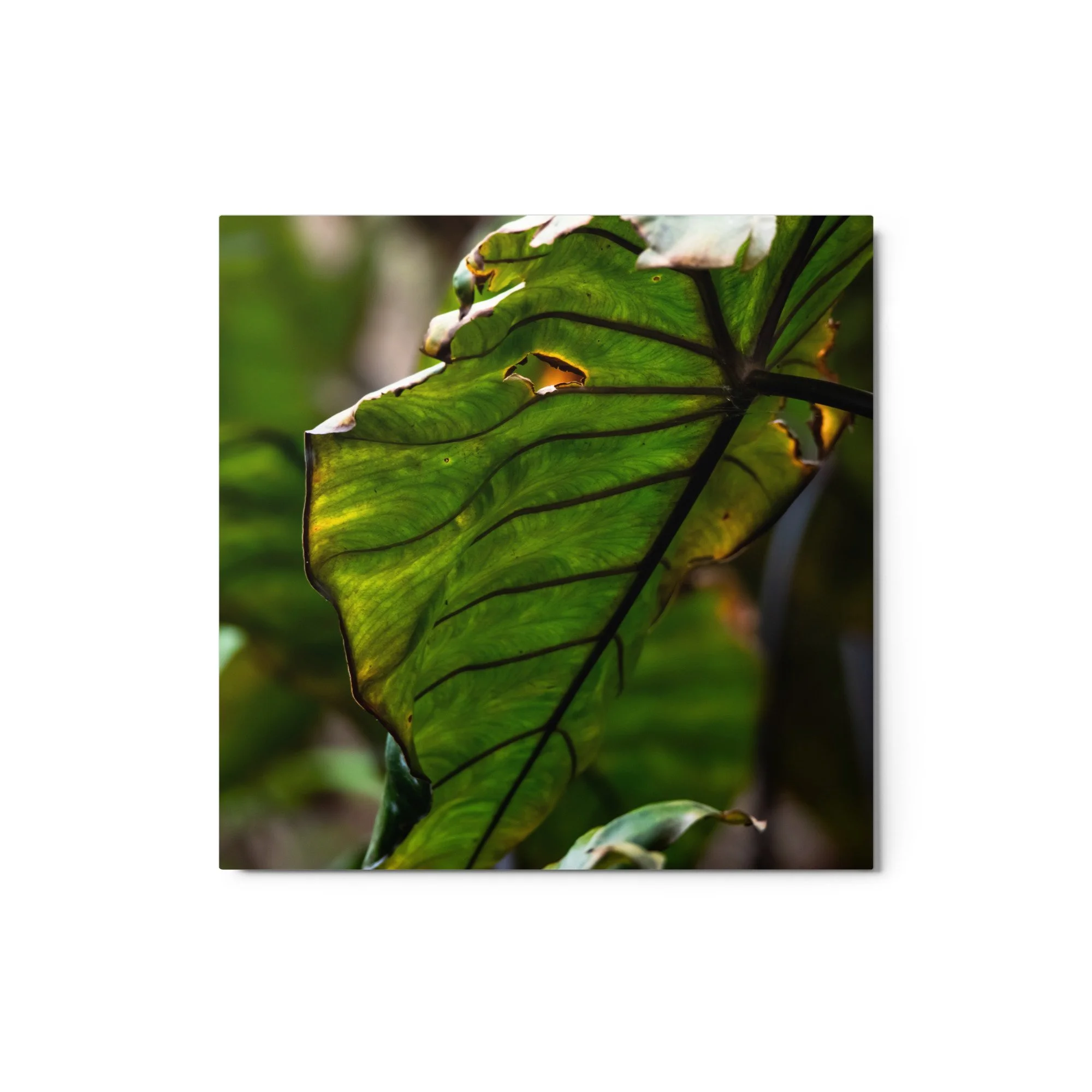 glossy-metal-print-(in)-white-12x12-front-6895b608ed3c9.jpg