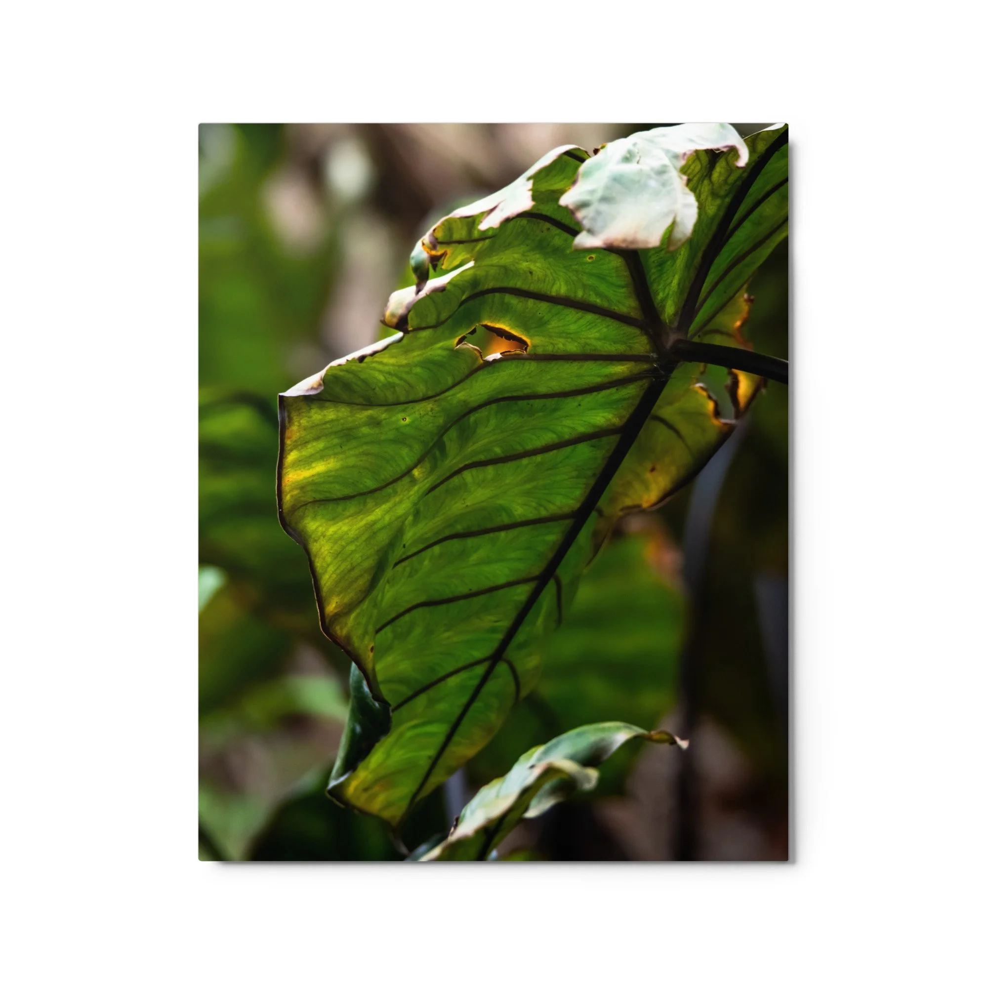 glossy-metal-print-(in)-white-16x20-front-6895b608ed44c.jpg