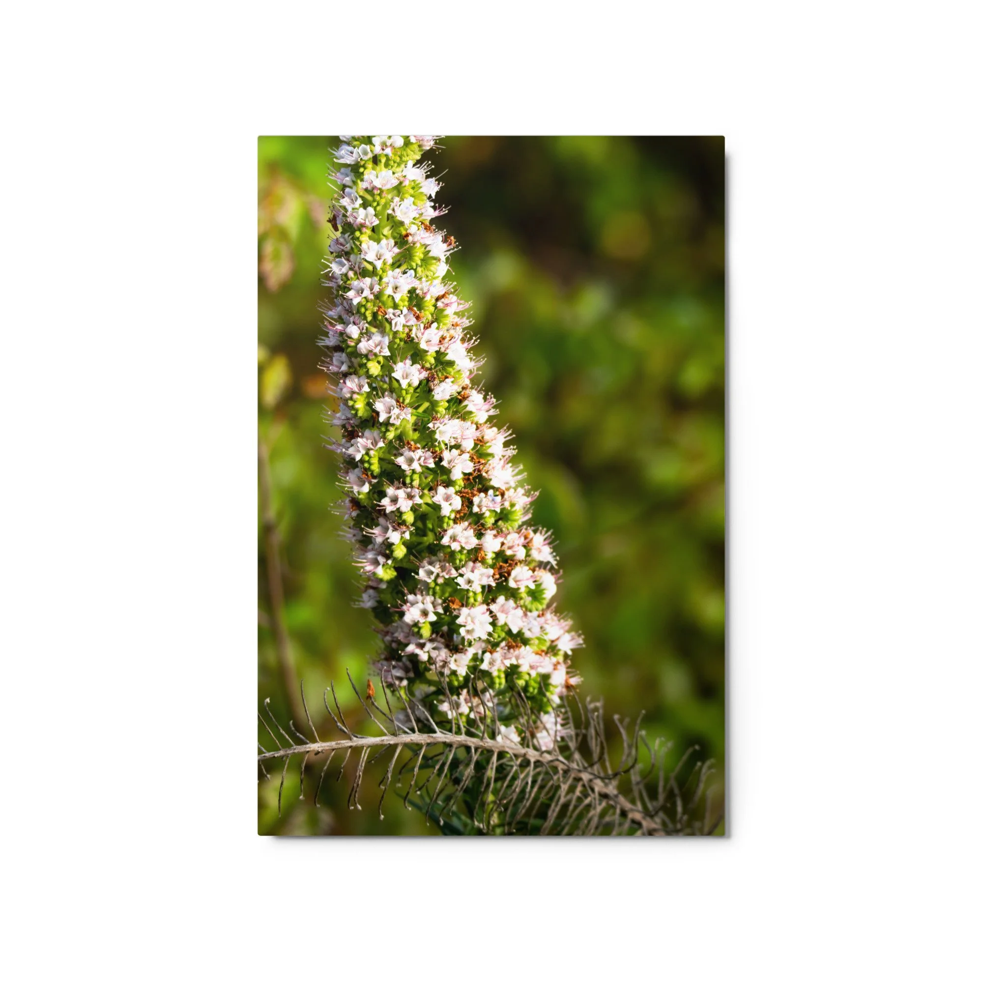 glossy-metal-print-(in)-white-20x30-front-6895bc7dea326.jpg