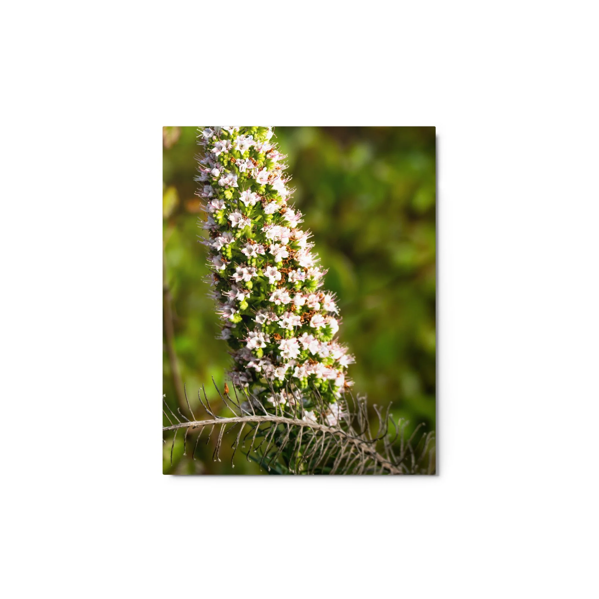 glossy-metal-print-(in)-white-11x14-front-6895bc7dea8a1.jpg