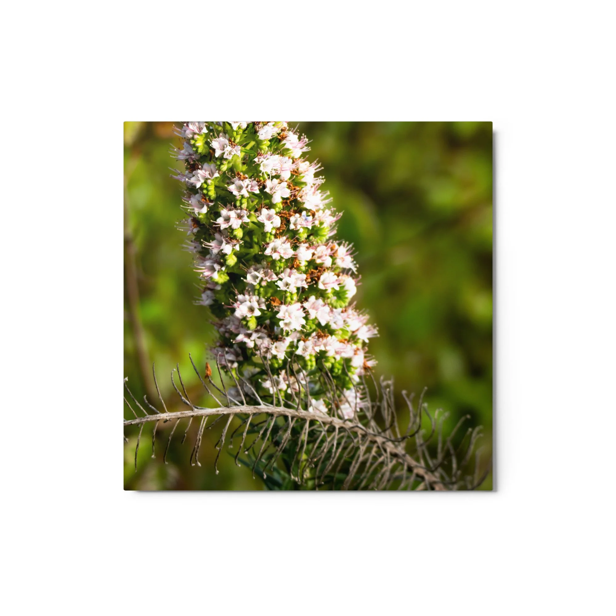 glossy-metal-print-(in)-white-12x12-front-6895bc7dea91c.jpg