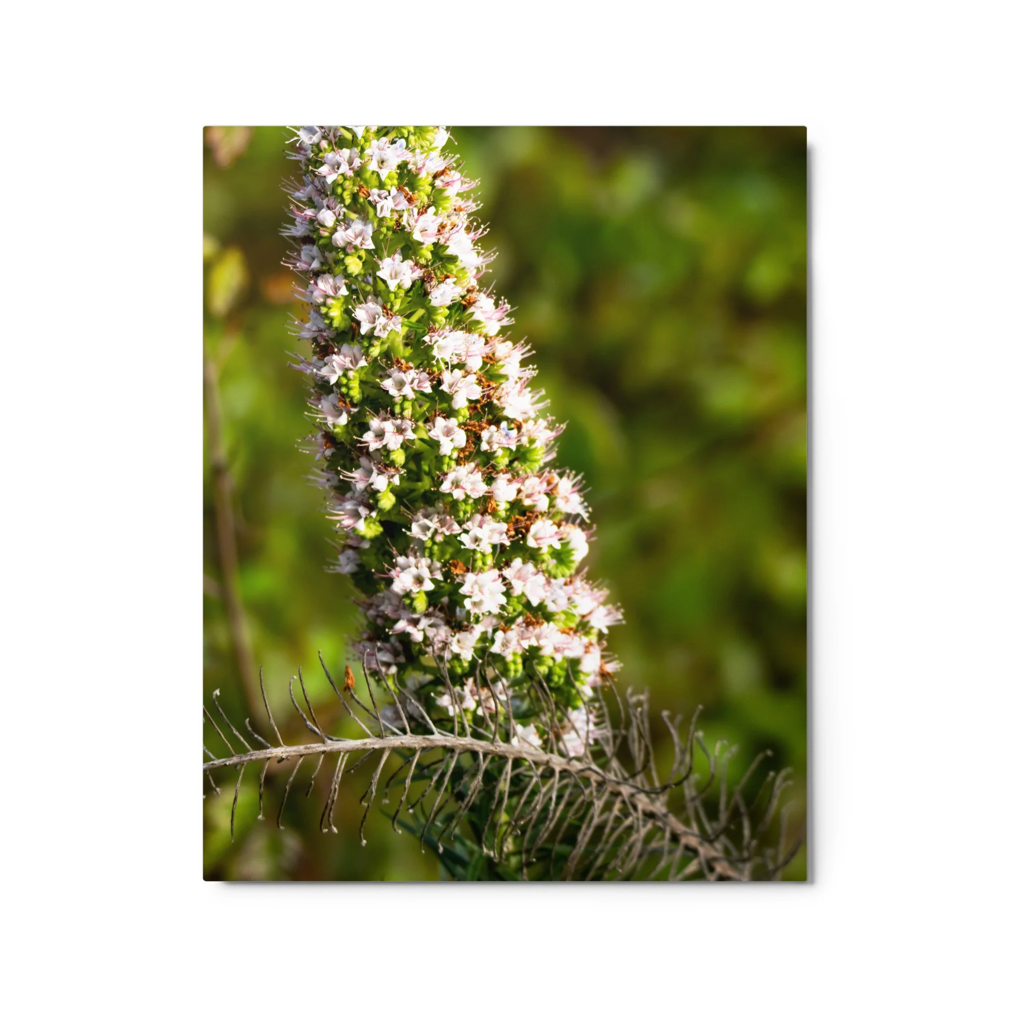 glossy-metal-print-(in)-white-16x20-front-6895bc7dea98e.jpg