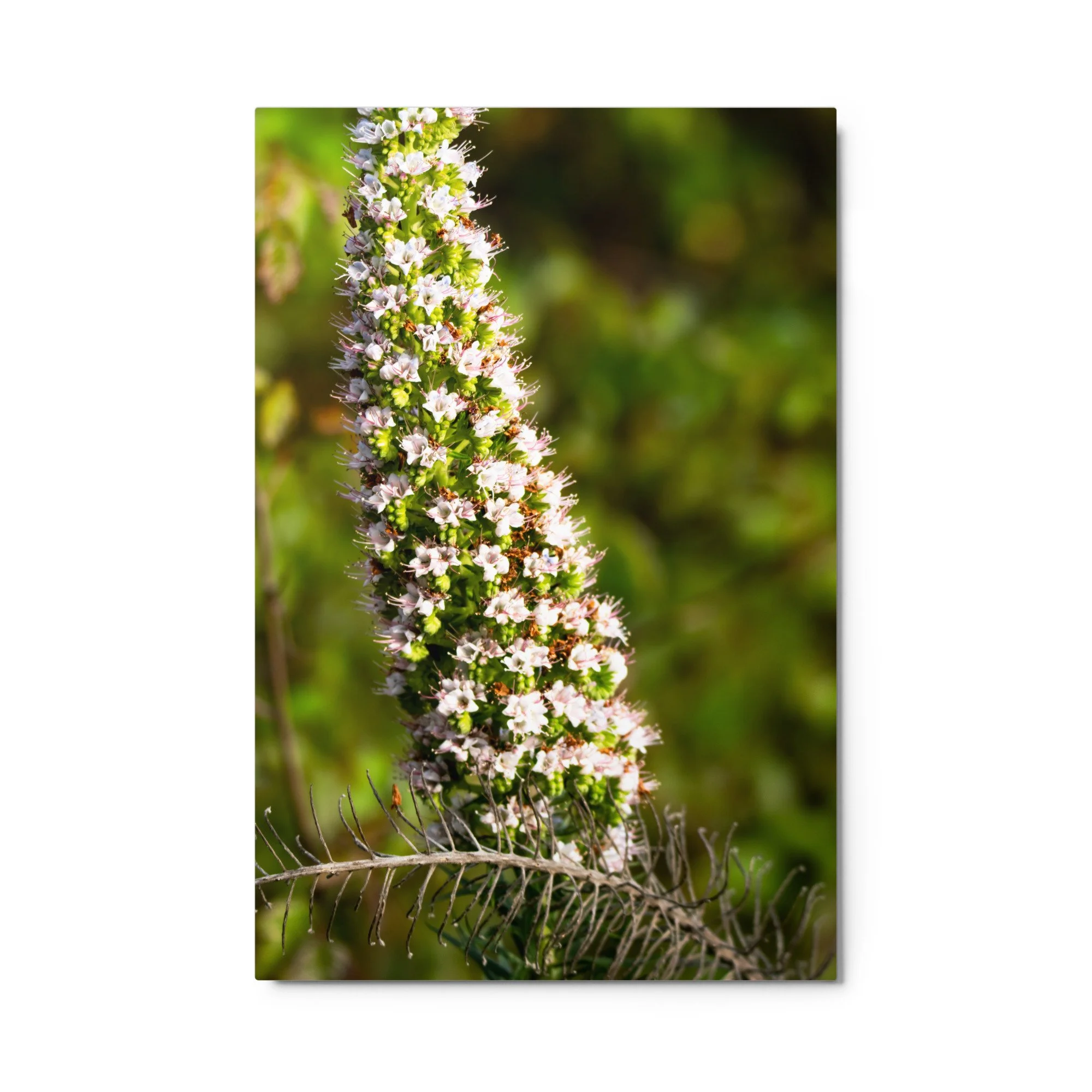 glossy-metal-print-(in)-white-24x36-front-6895bc7deaa18.jpg