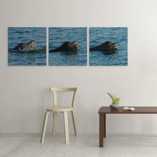 Bring the ocean’s energy into your space. Sometimes healing is about flow, trusting the water to hold you, letting the waves remind you that you are safe to breathe again. This sea lion trio is a reflection of that rhythm, a grounding presence