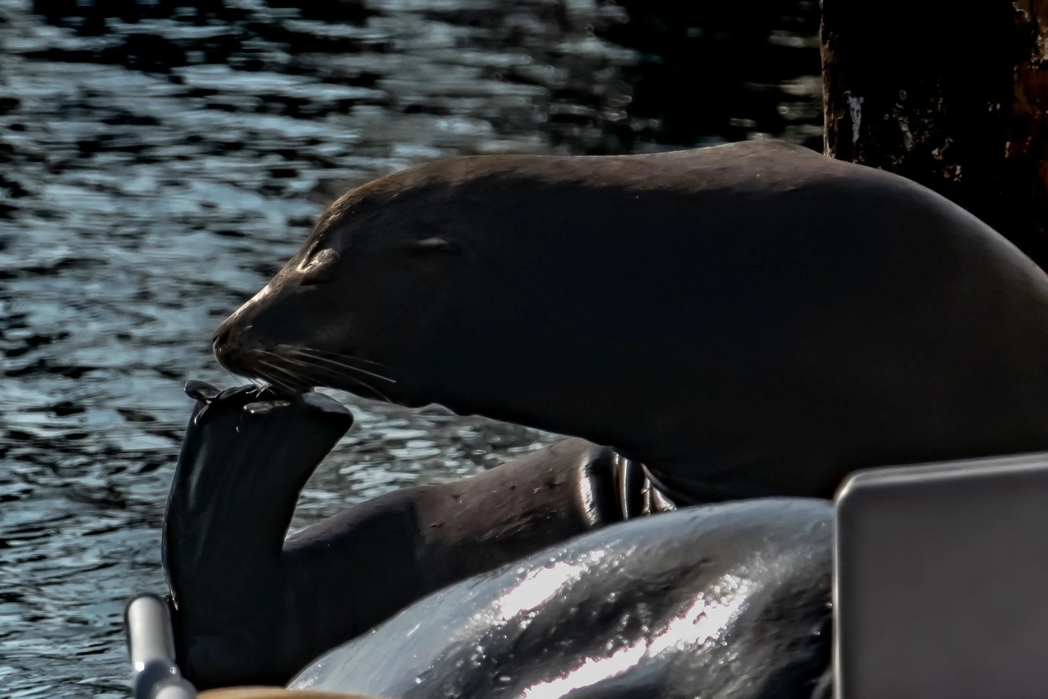 Even sea lions know the importance of self-care. Taking a moment to pause, stretch, and tend to yourself is a simple act of love that keeps you strong and grounded.
#sealion #californiasealion #oceanhealing #marinewildlife #wildlifephotographer #wate