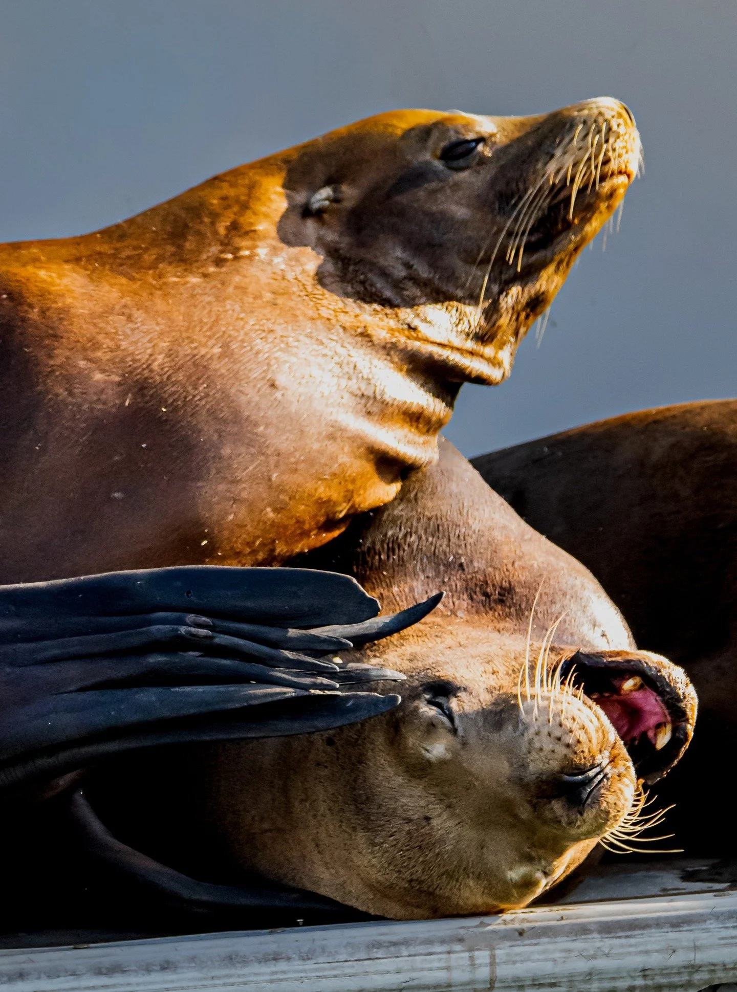 Sea lions remind us that even noisy moments and playful clashes are part of connection. Just like these two, sometimes we push, sometimes we shout, and then we settle back into belonging. Every relationship has waves, and that is what makes it real.