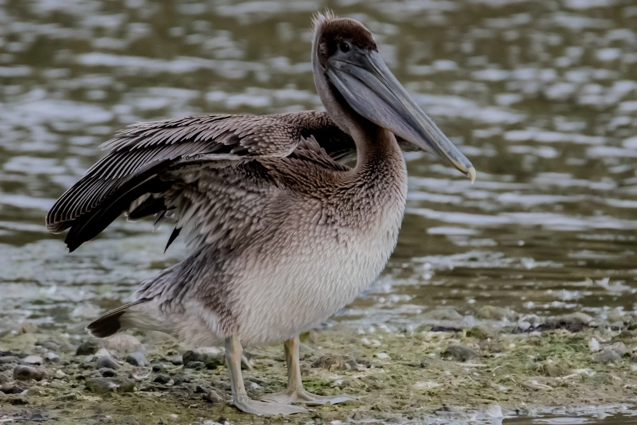 Before and after is not only about editing. It is about seeing what exists in its raw form and guiding it toward what it can become. Photography gives us that gift to pause, to witness, and to reframe.
Just as this pelican shifts from muted tones in