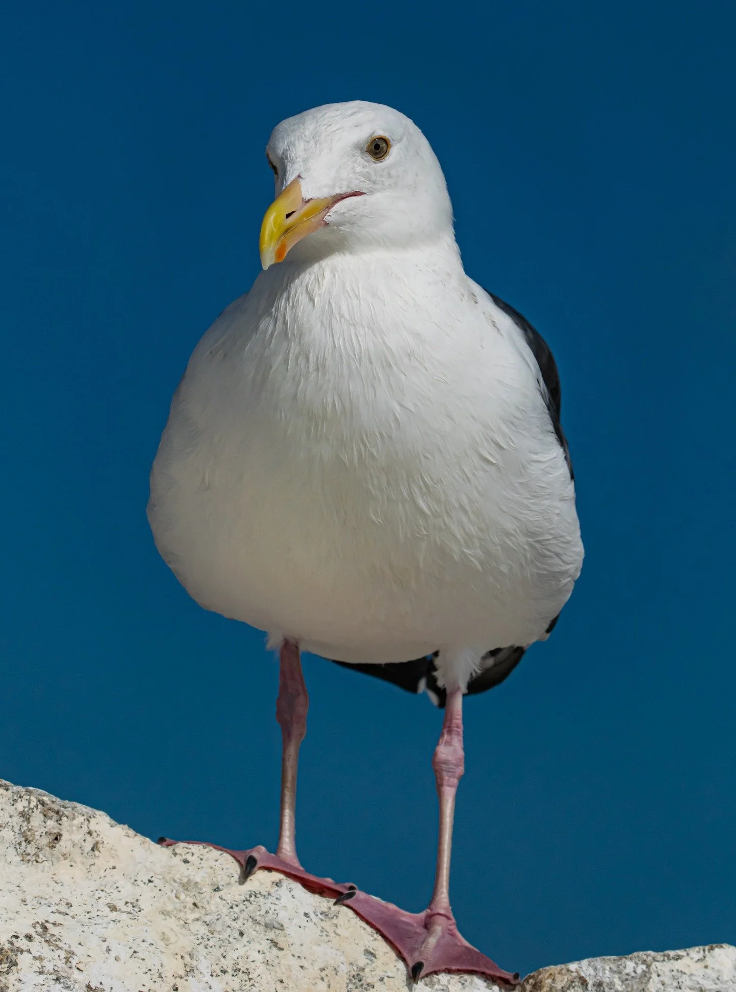 Standing tall and unbothered, the seagull reminds us to rise above the noise and hold our ground with quiet strength. Sometimes healing is as simple as standing in your truth beneath the open sky.
#seagull #coastalbirds #seabirdphotography #birdwatch