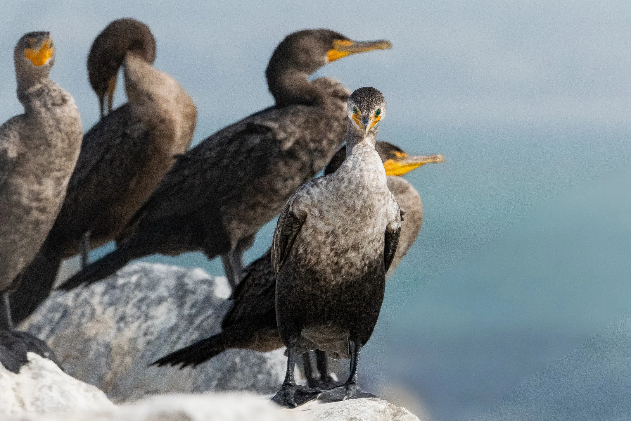 Grounded yet watchful. The cormorants remind us that even in stillness, there is strength and presence. A lesson in patience and resilience by the sea.
#cormorant #seabirds #oceanlife #birdphotography #wildlifephotography #naturephotographer #coastal