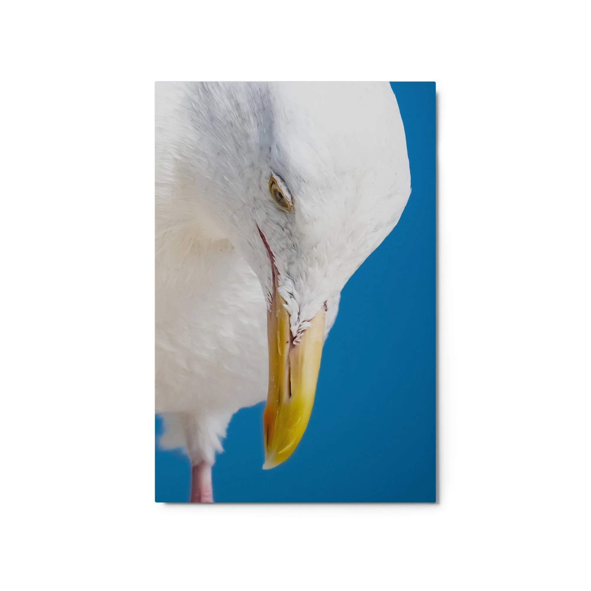 glossy-metal-print-(in)-white-20x30-front-68d4e71c770cc.jpg