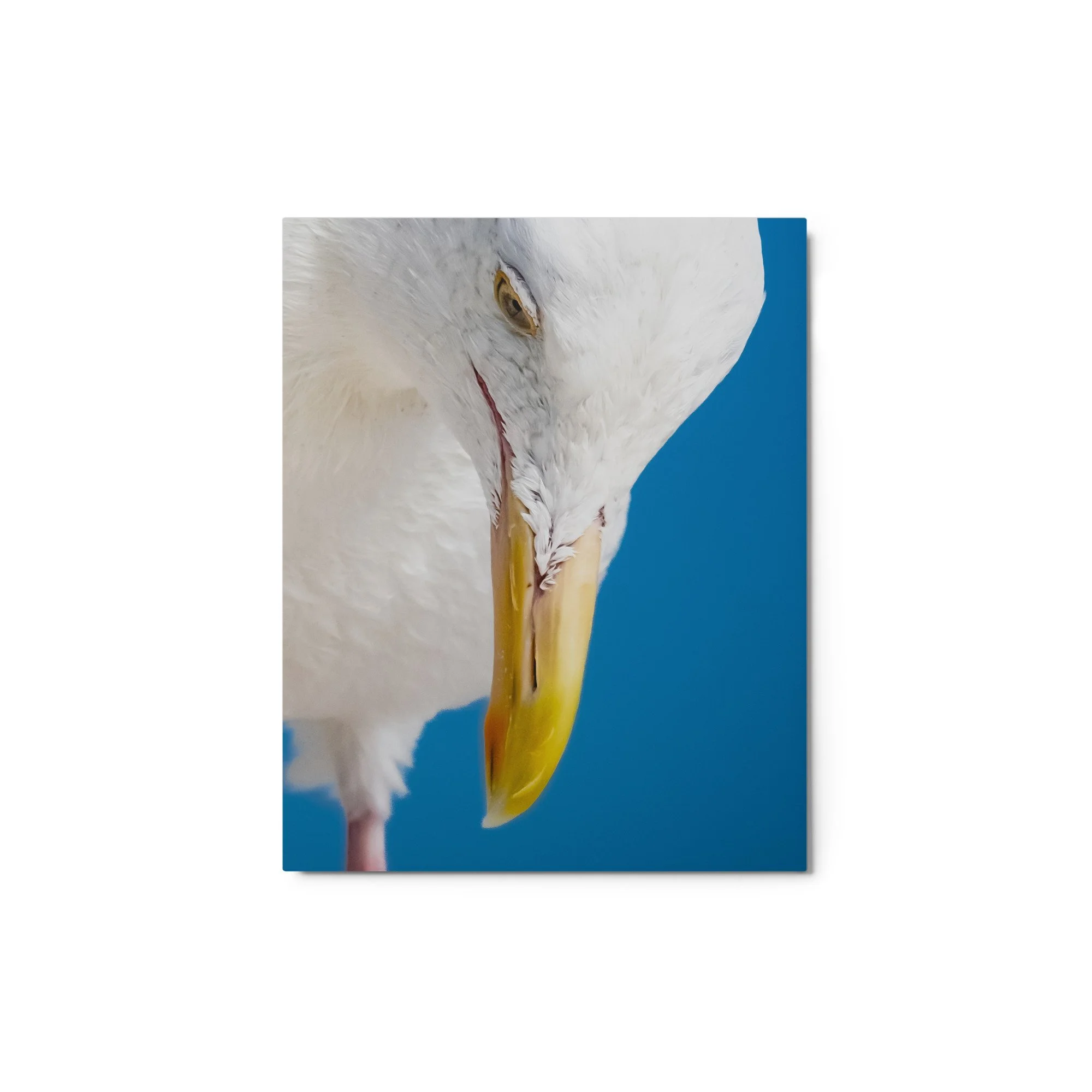 glossy-metal-print-(in)-white-8x10-front-68d4e71c77f7b.jpg