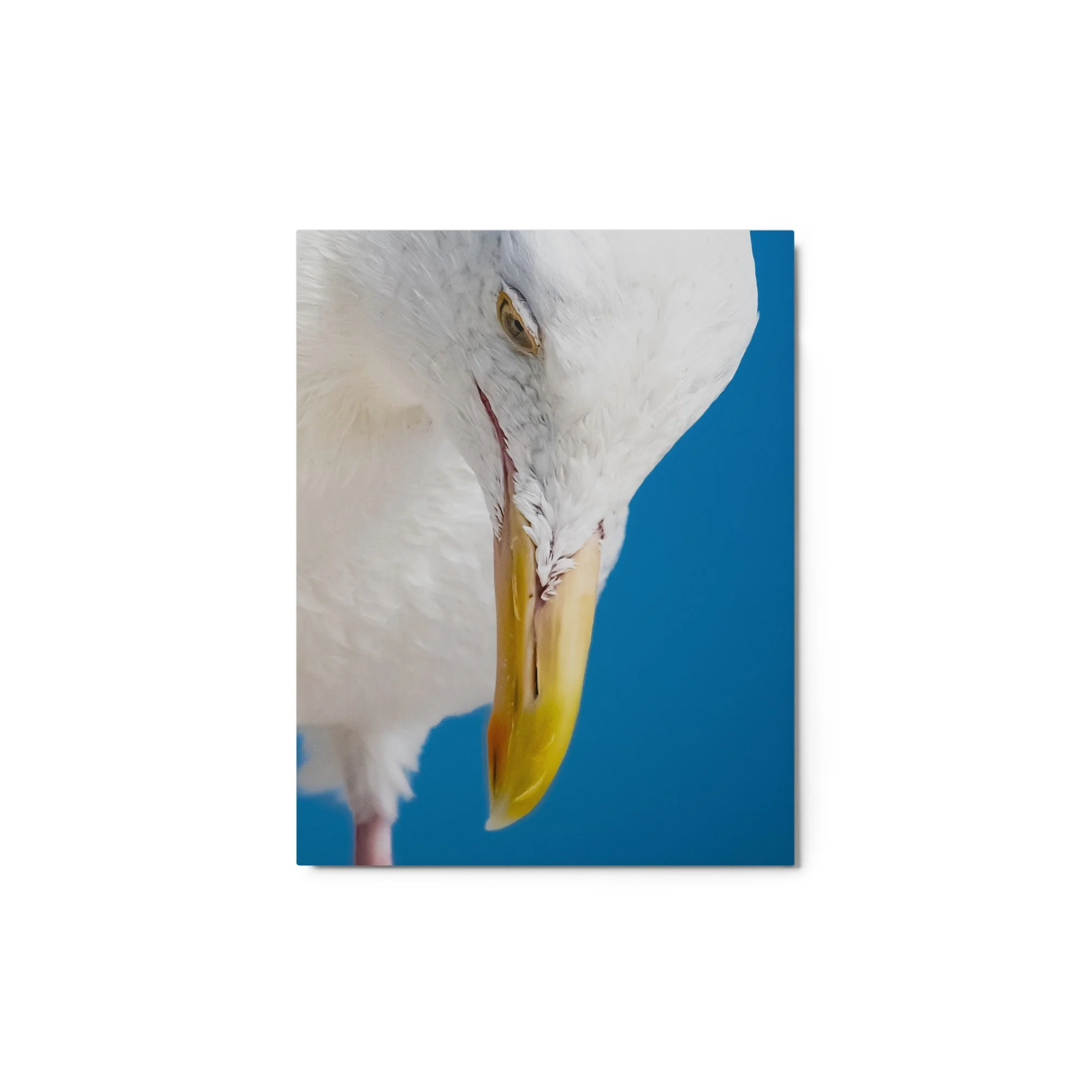 glossy-metal-print-(in)-white-11x14-front-68d4e71c7801a.jpg