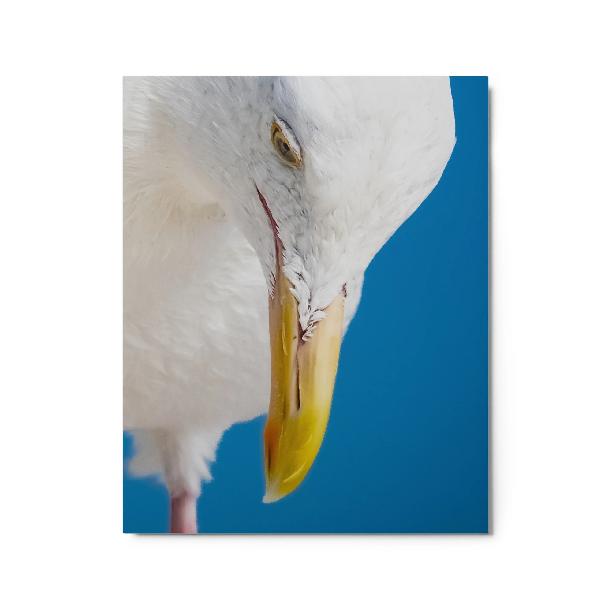 glossy-metal-print-(in)-white-16x20-front-68d4e71c78097.jpg