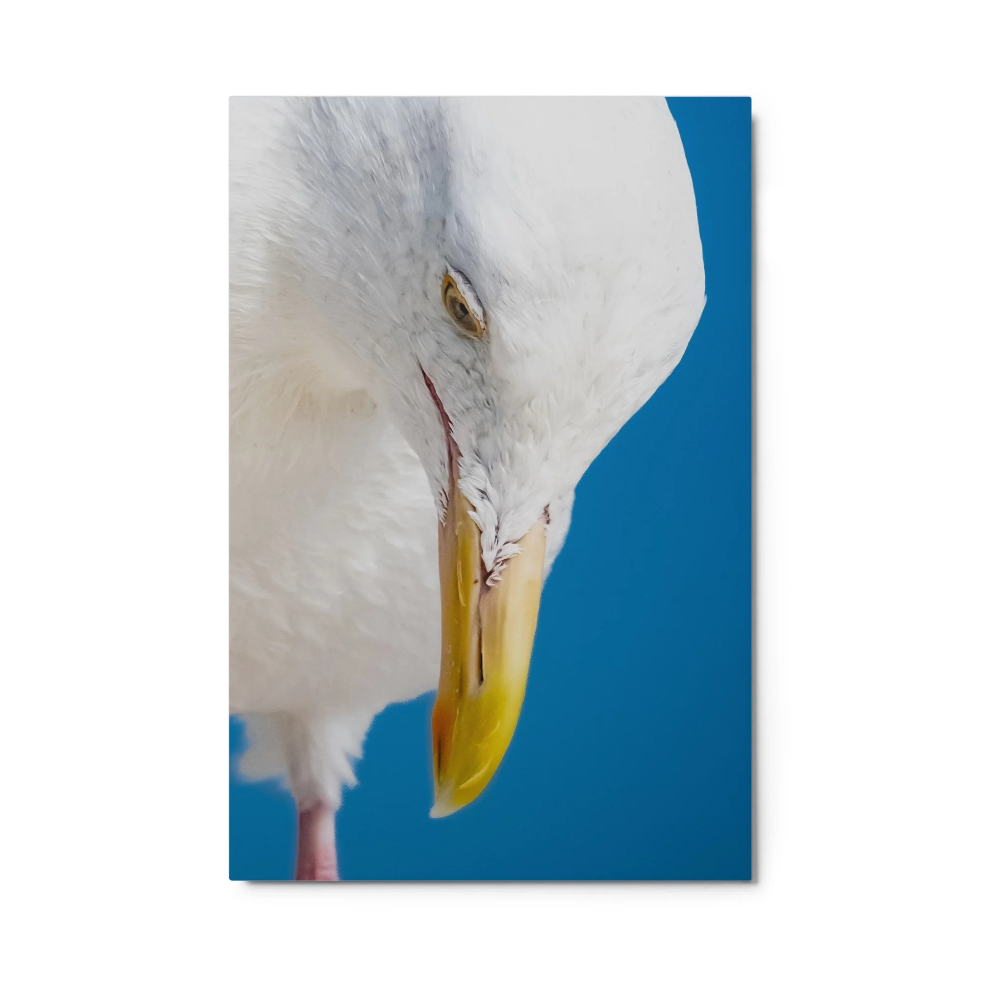 glossy-metal-print-(in)-white-24x36-front-68d4e71c7812b.jpg