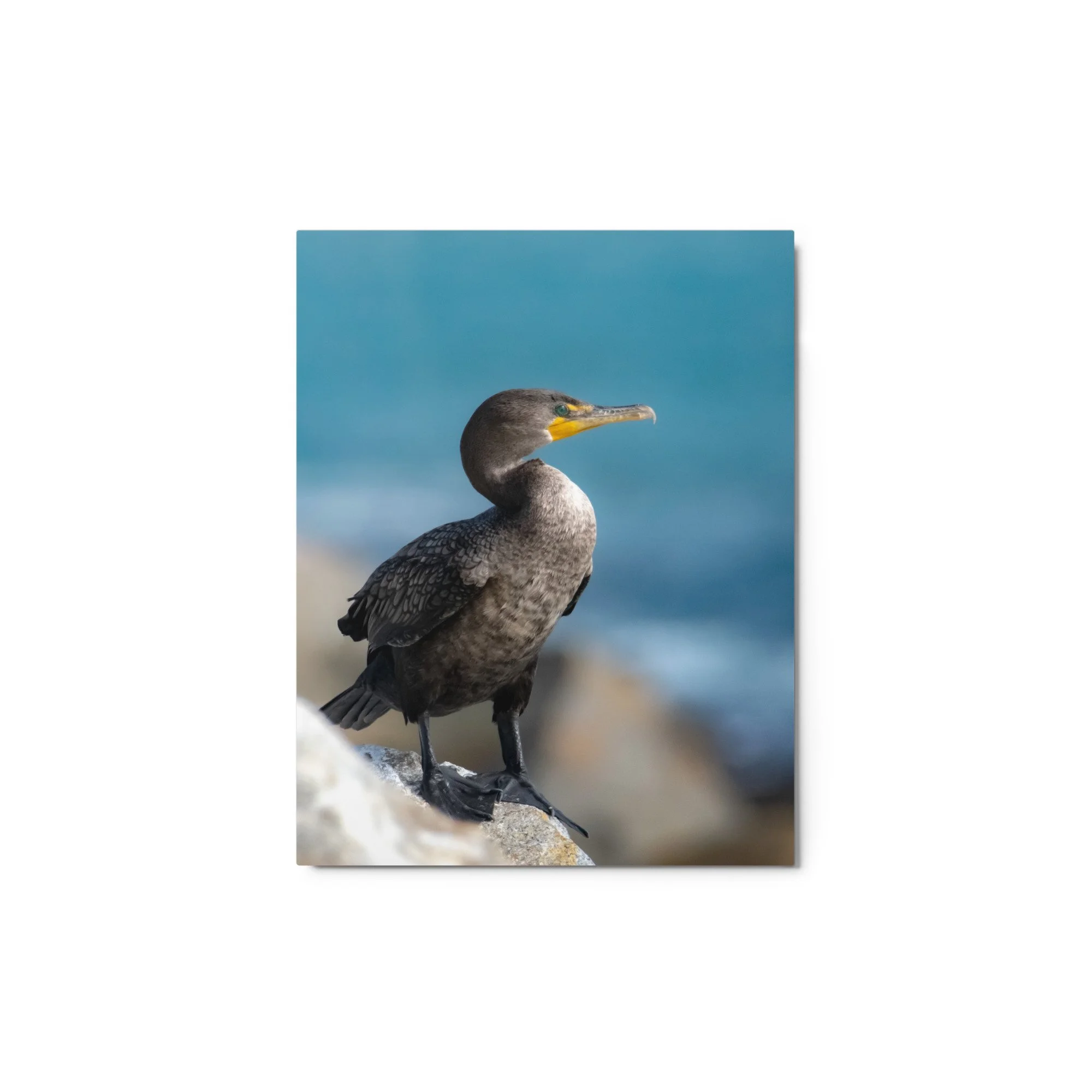 glossy-metal-print-(in)-white-11x14-front-68d4e9e8a384b.jpg