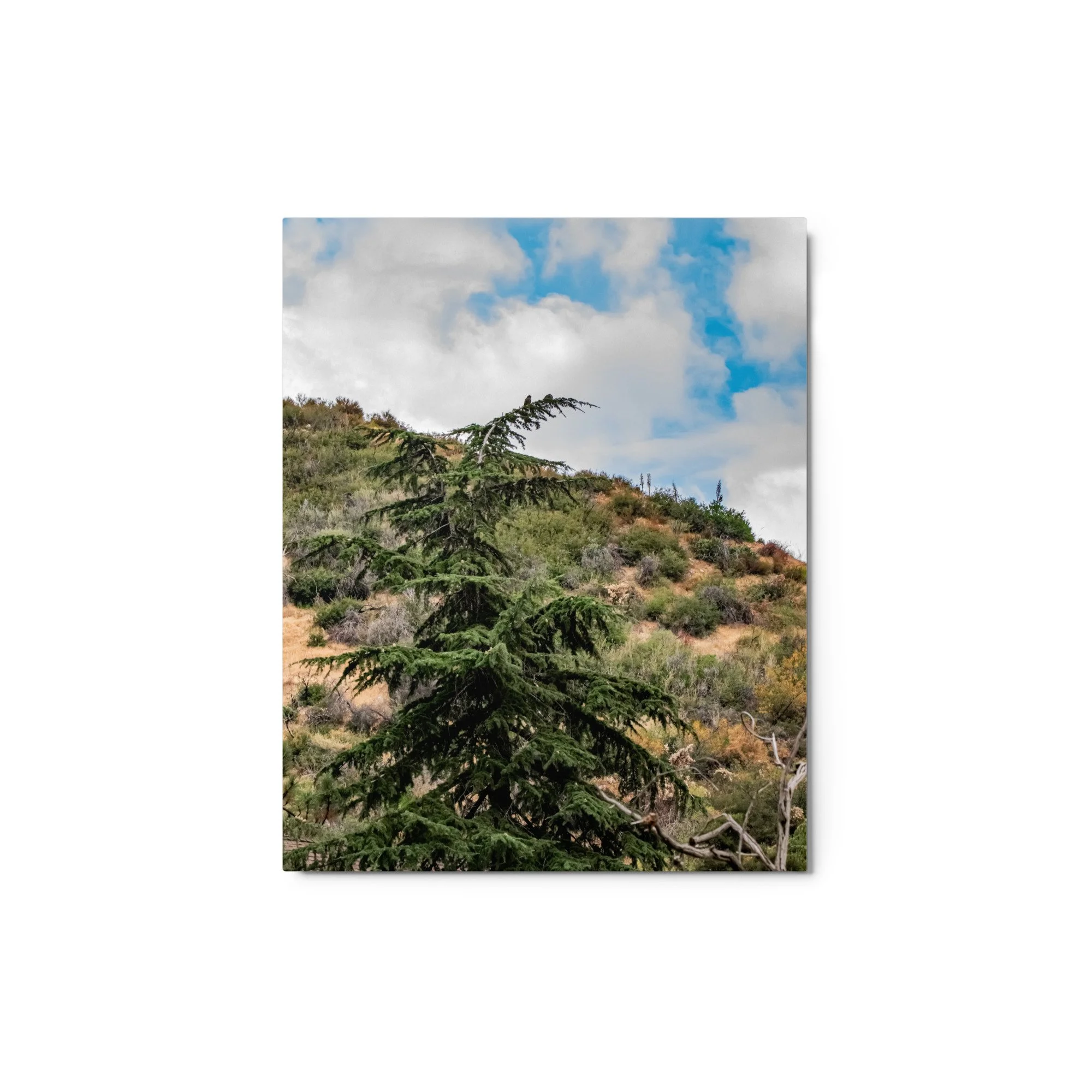 glossy-metal-print-(in)-white-8x10-front-68d4f5fa04219.jpg