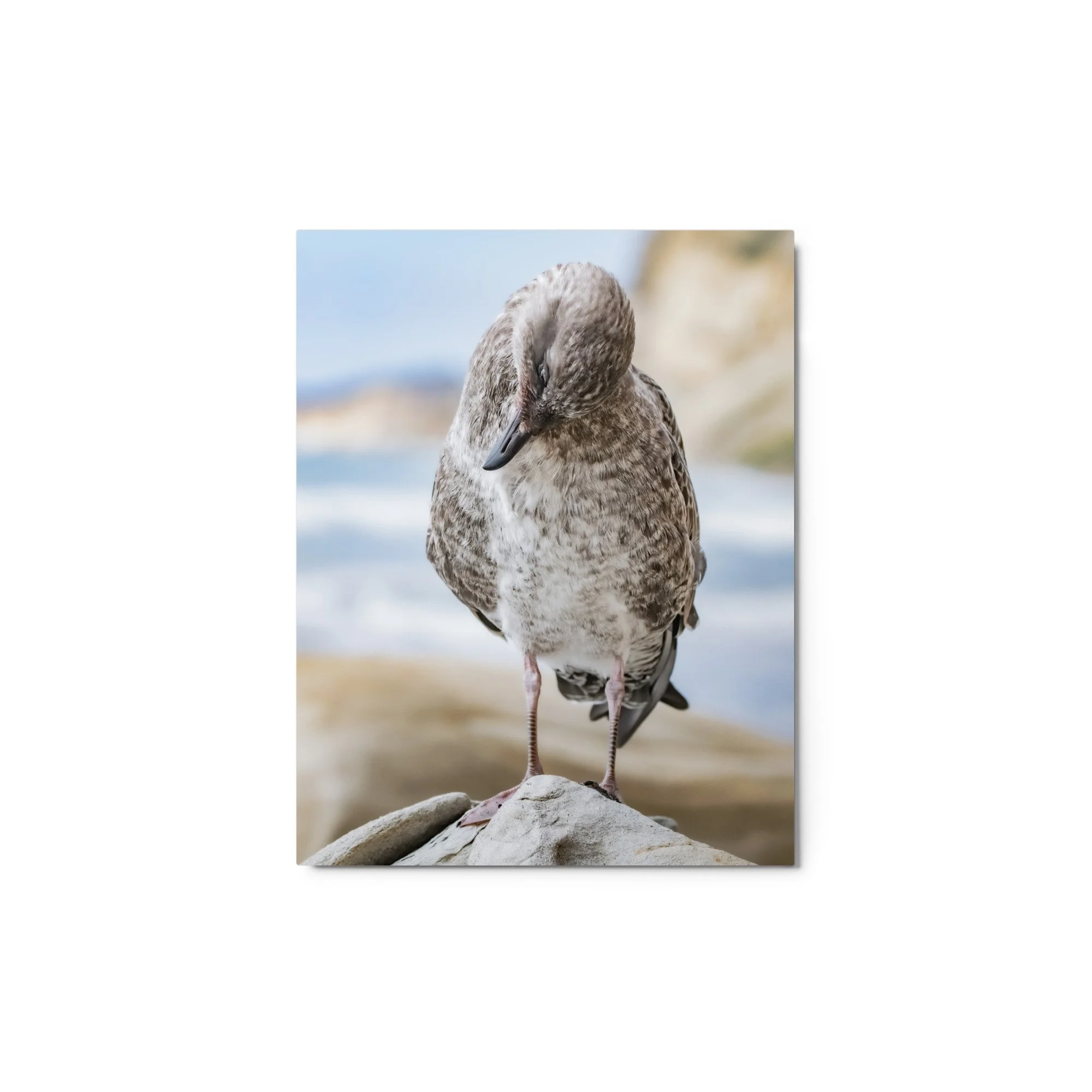 glossy-metal-print-(in)-white-11x14-front-68d4fad4431cd.jpg