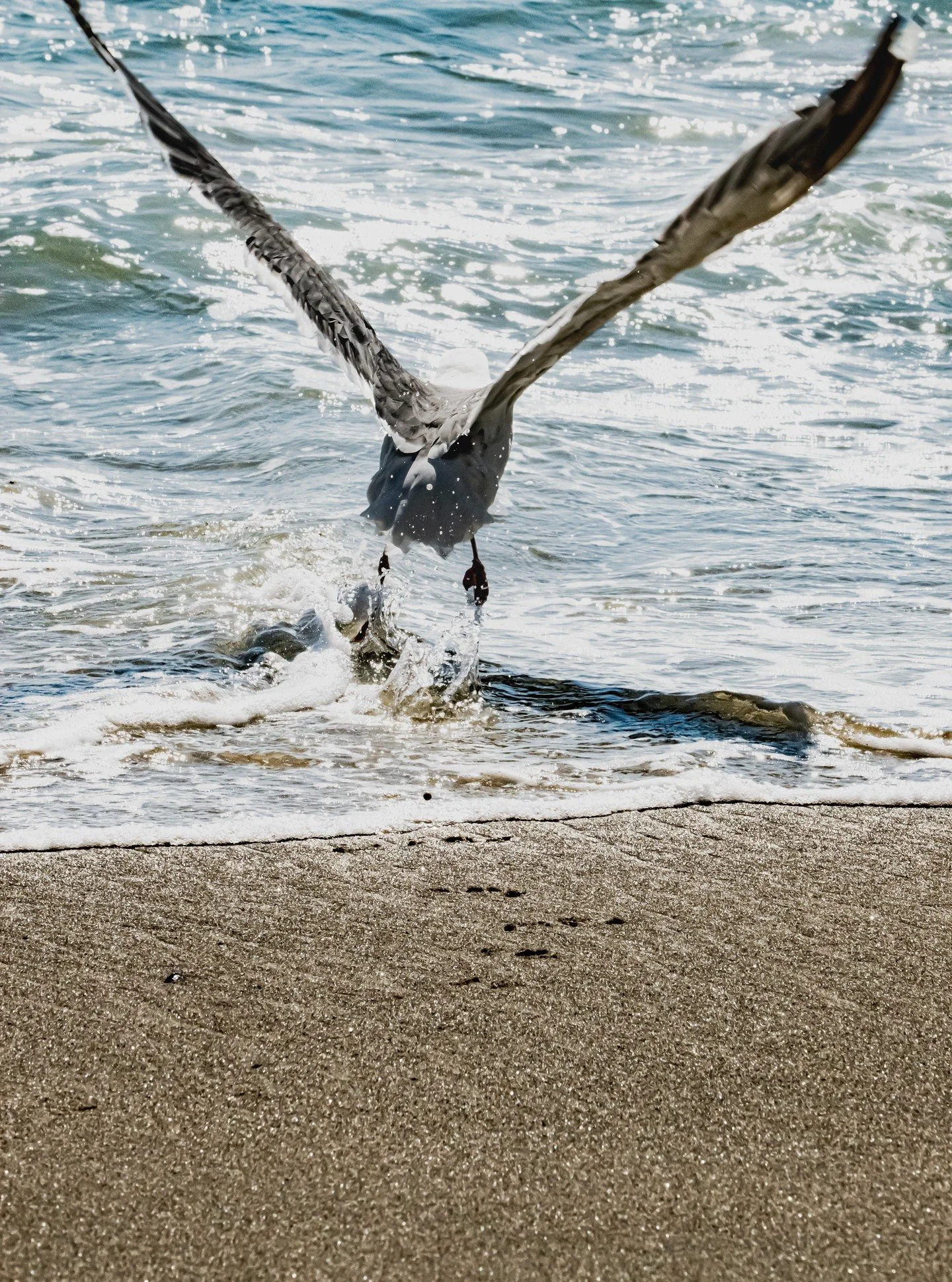 A moment of letting go and trusting the rhythm of life. The ocean carries away what no longer serves, while wings rise to meet the light. Healing begins when we allow ourselves to lift from the weight of the shore.
#oceanhealing #birdphotography #sea