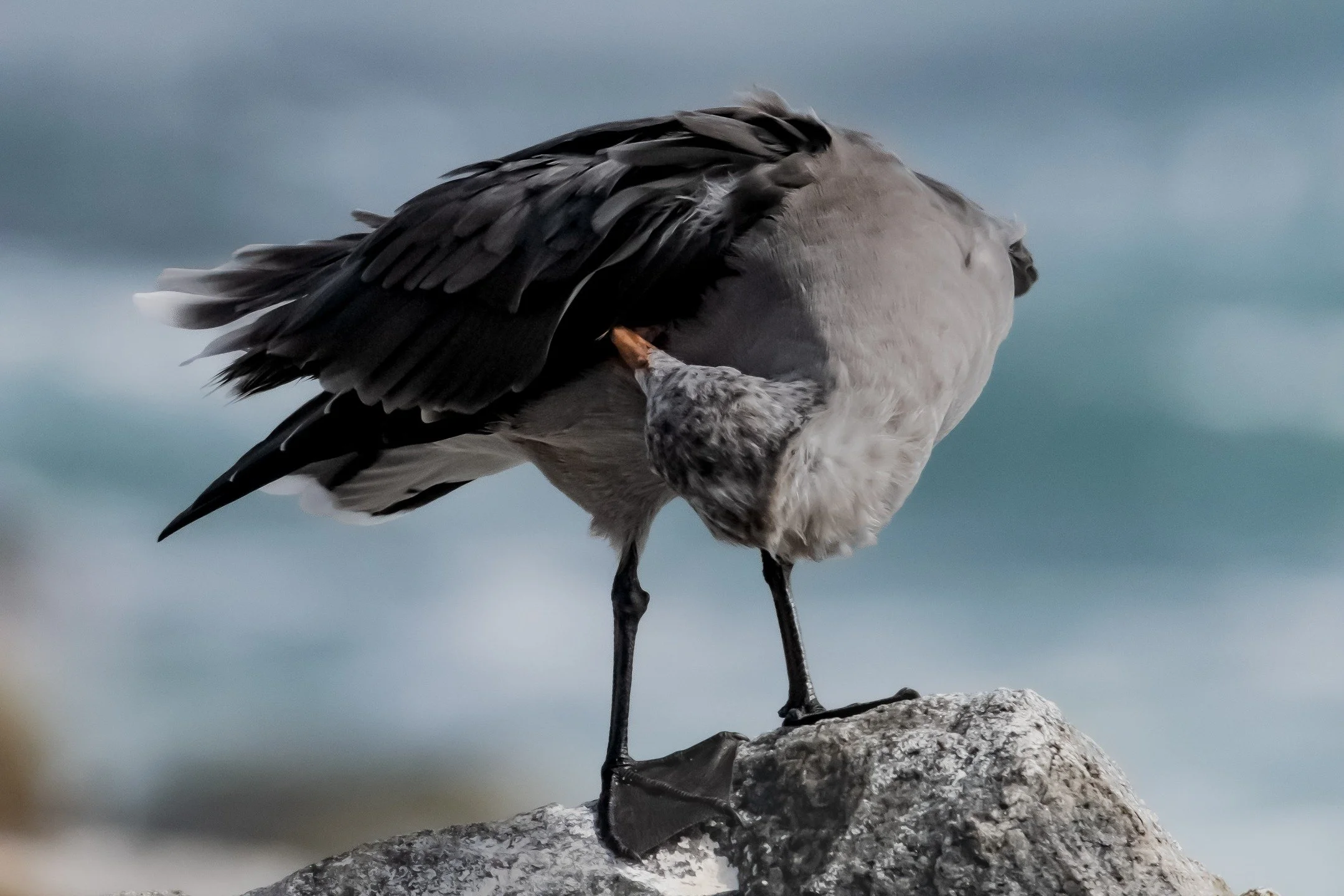Even in moments of stillness, the spirit stays aware. Healing often comes when we pause, rest, and let ourselves simply be.
#quietwatch #healingmoments #natureawareness #stillnessspeaks #seabirdspirit #oceanhealing #eternaledgephotography #healingdec