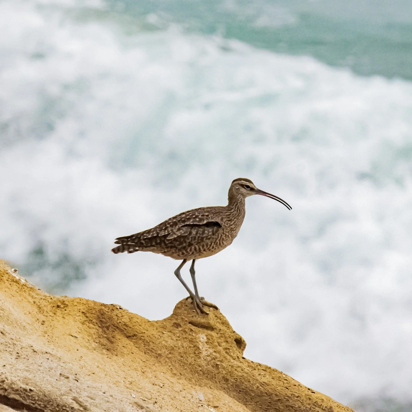 When you pause long enough to see, you realize the world is always speaking. 
#birdphotography #healingthroughart #healingjourney #awareness #eternaledgephotography #birdphoto