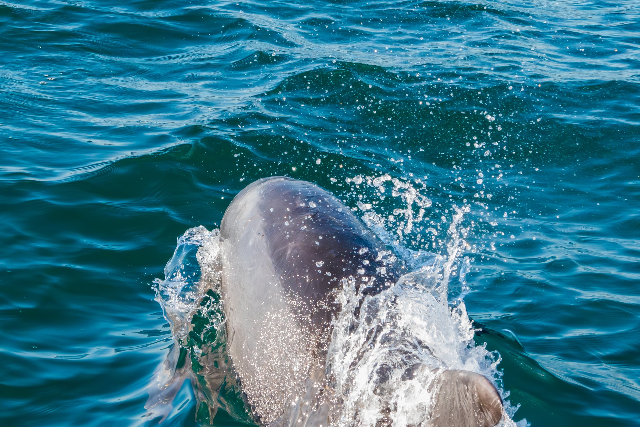 The Healing Earth: The Rhythm of the Ocean and Its Wild Messengers