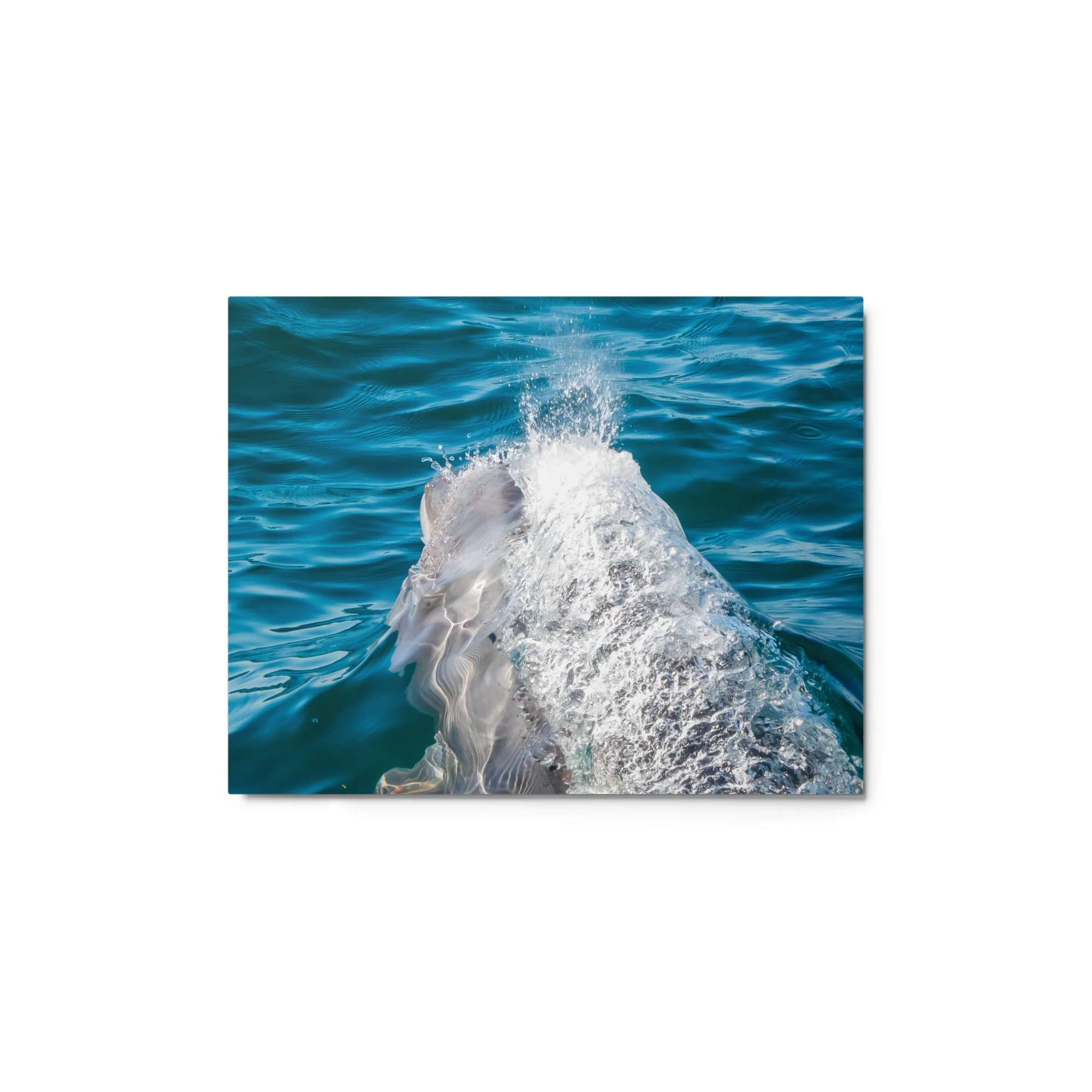 glossy-metal-print-(in)-white-11x14-front-692ad5fd3ac4d.jpg