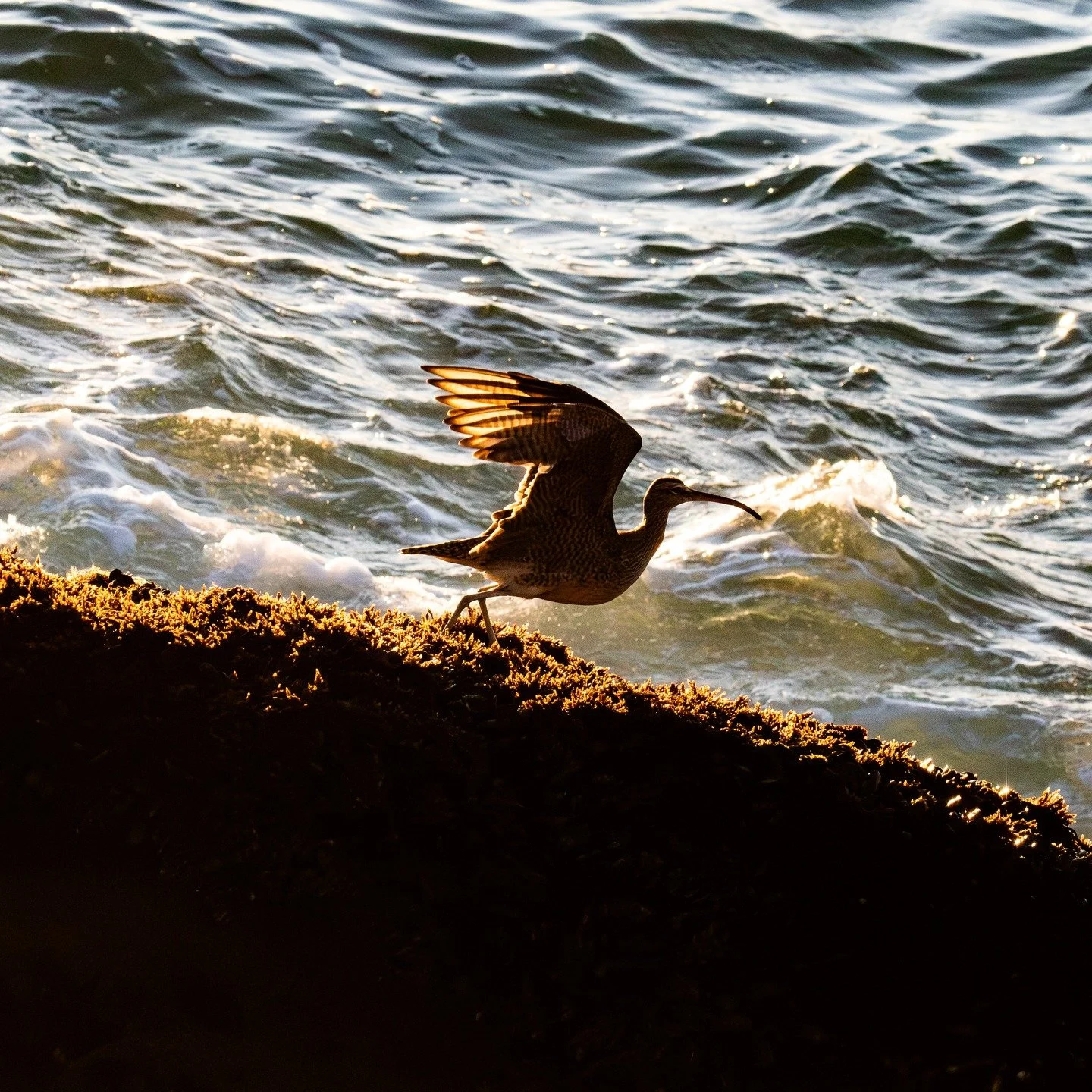 You are allowed to take off. Follow your dreams. What do you like? What does your heart yearn for? My heart yearns for nature and bringing healing to all. #healing #riversidephotographer #lagunabeachphotographer #nikonphotography #tamron #eternaledge