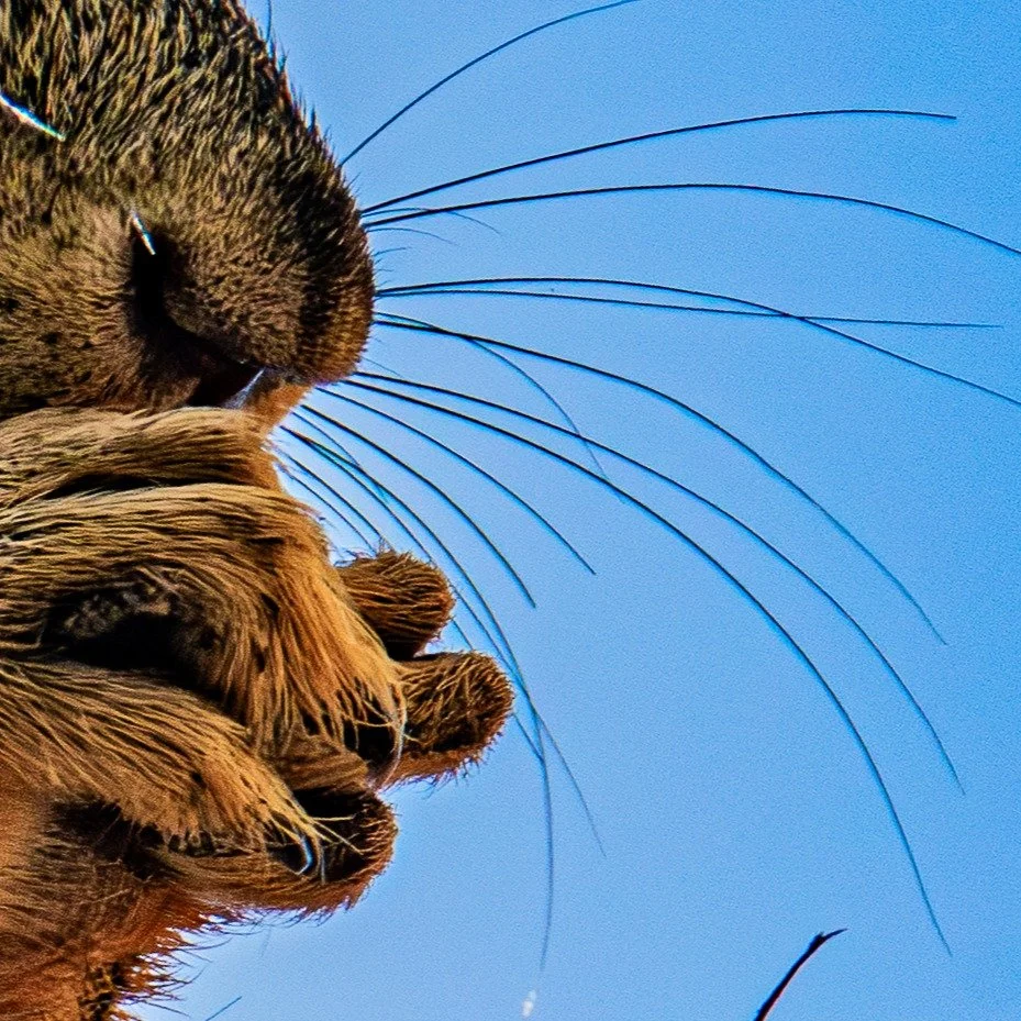 Taking time to eat is very important and beneficial for everyone. What critter do you think is eating here?
#guess #critter #healingjourney #positivity #eatgood #eternaledgephotography