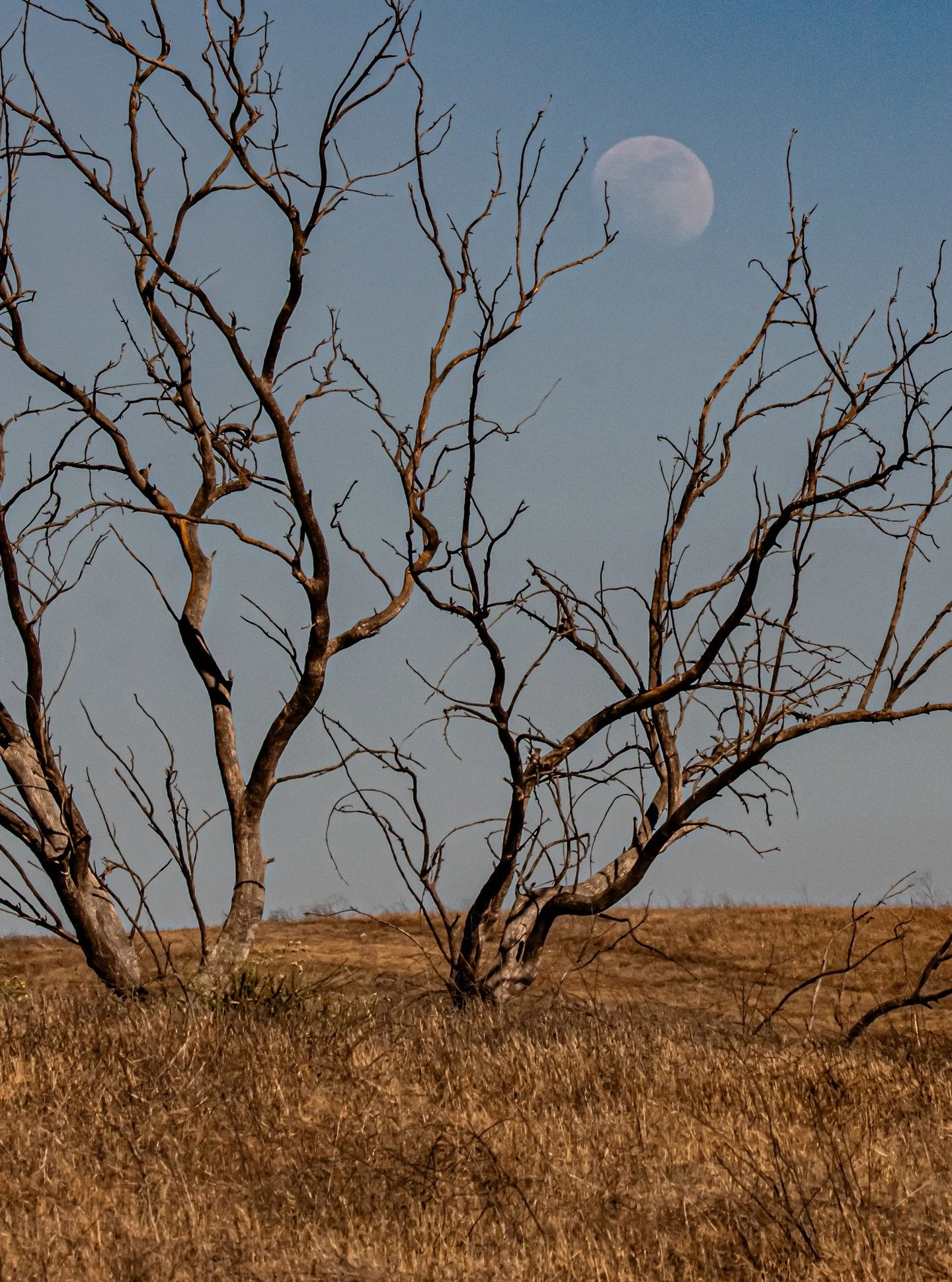 Healing does not always look like blooming.
Sometimes it looks like staying.
#moon #officedecor #counselingofficedecor #officedecor #homedecoration #homeinteriors #homedesign #healingjourney
