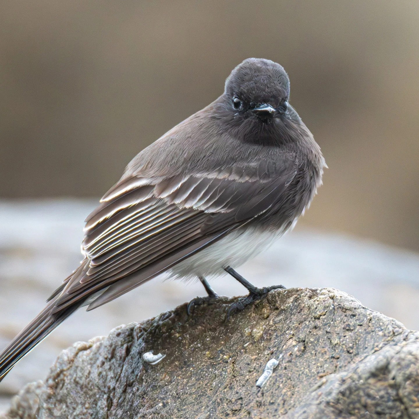 This is your reminder that, "You're doing amazing sweetie!"
#eternaledgephotography