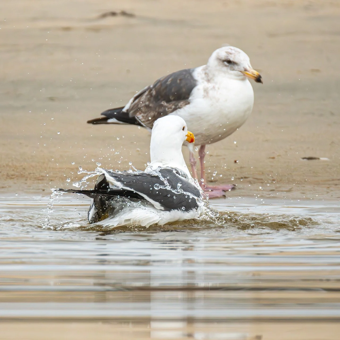 Grounding does not always come from doing more.

Sometimes it comes from what surrounds you.

The walls you live with.
The images you pass every day.
The moments your eyes rest.

Nature reminds us to breathe without asking anything from us.
#thankyou