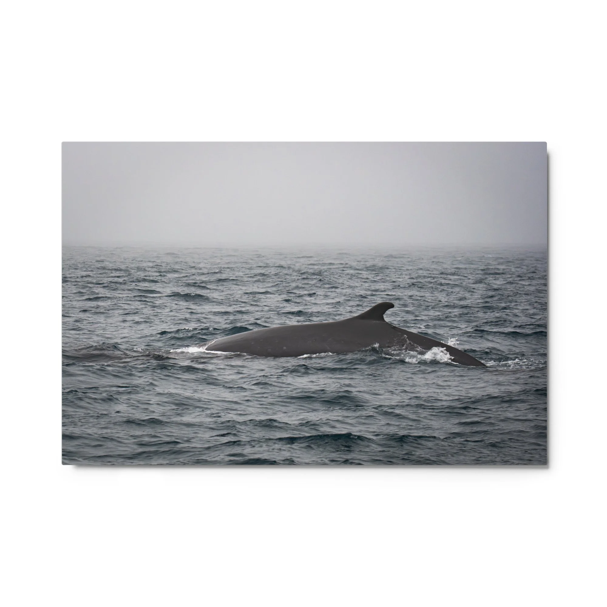 glossy-metal-print-(in)-white-24x36-front-69fbed2390446.jpg