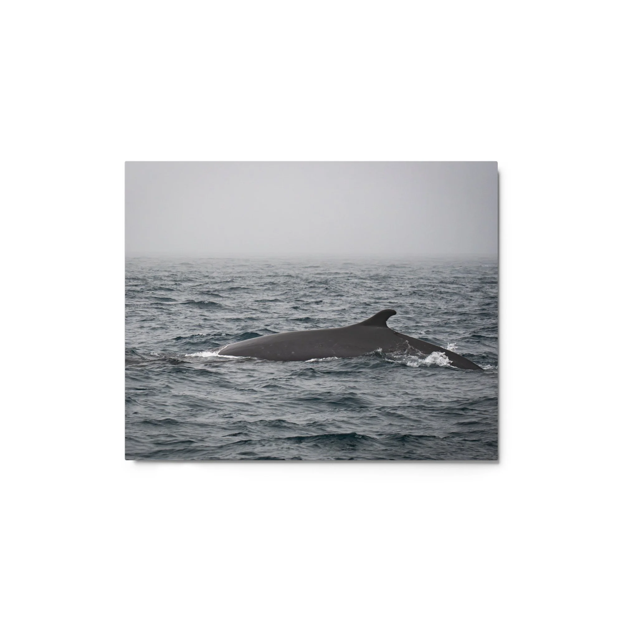 glossy-metal-print-(in)-white-8x10-front-69fbed2391d31.jpg