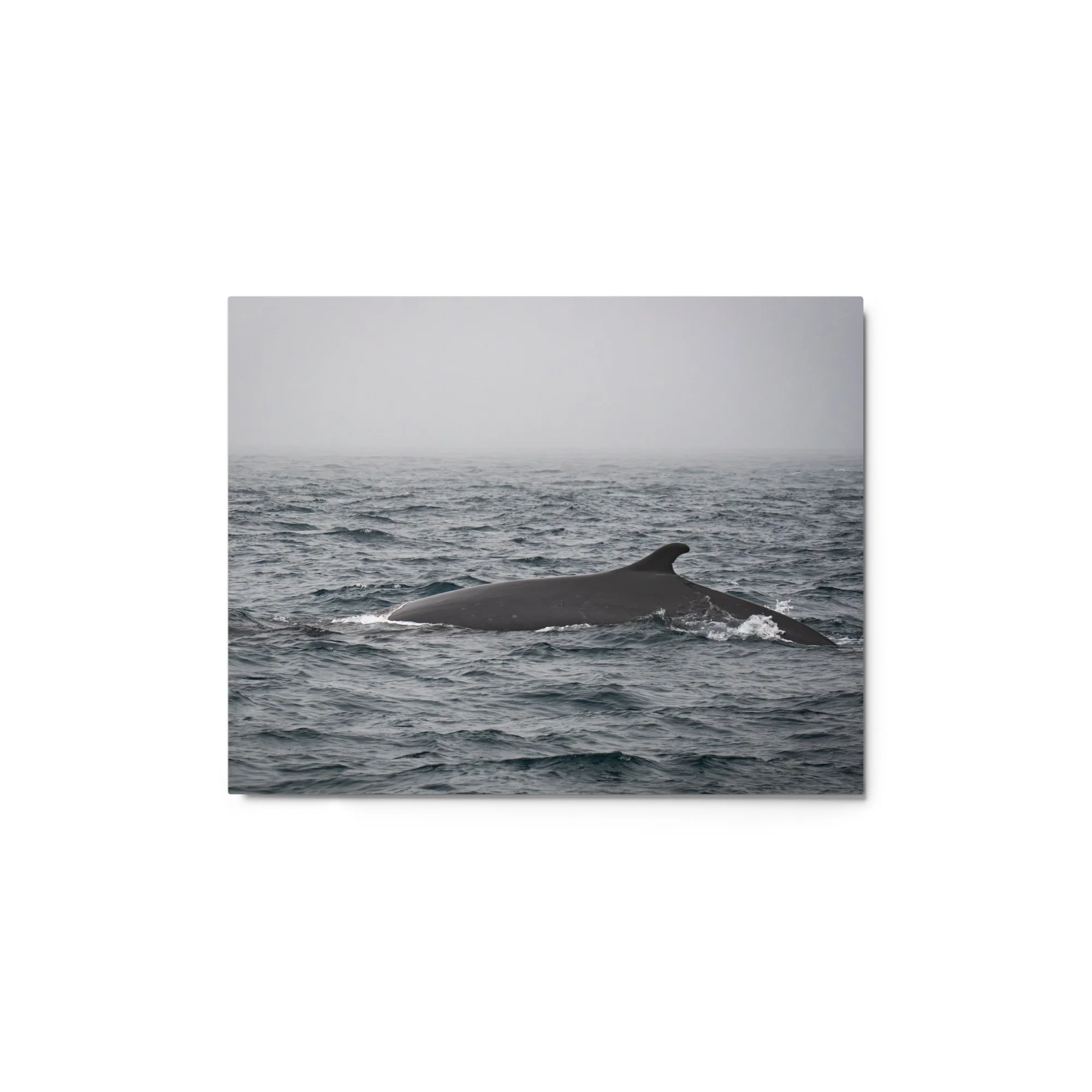 glossy-metal-print-(in)-white-11x14-front-69fbed2391df4.jpg
