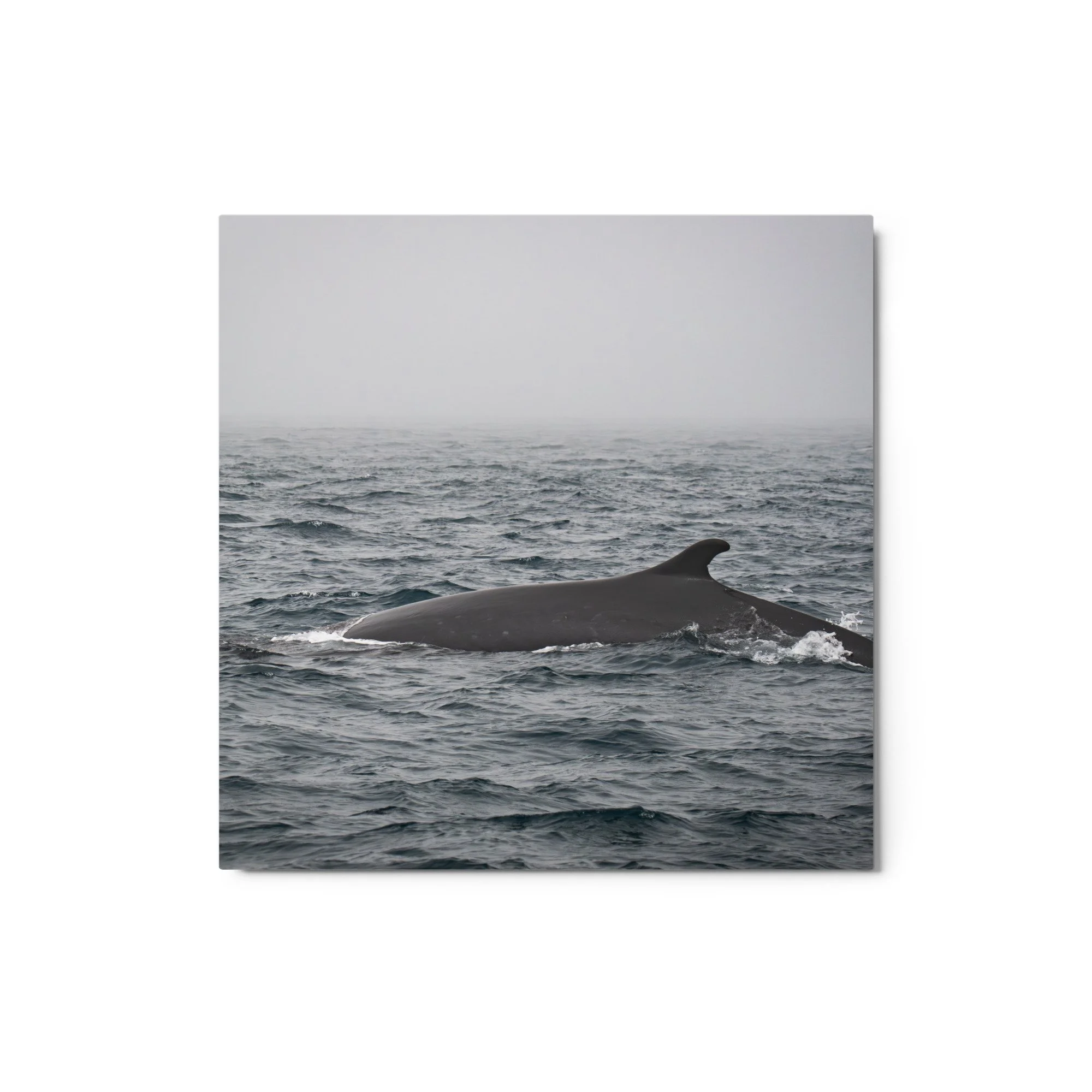 glossy-metal-print-(in)-white-12x12-front-69fbed2391e79.jpg