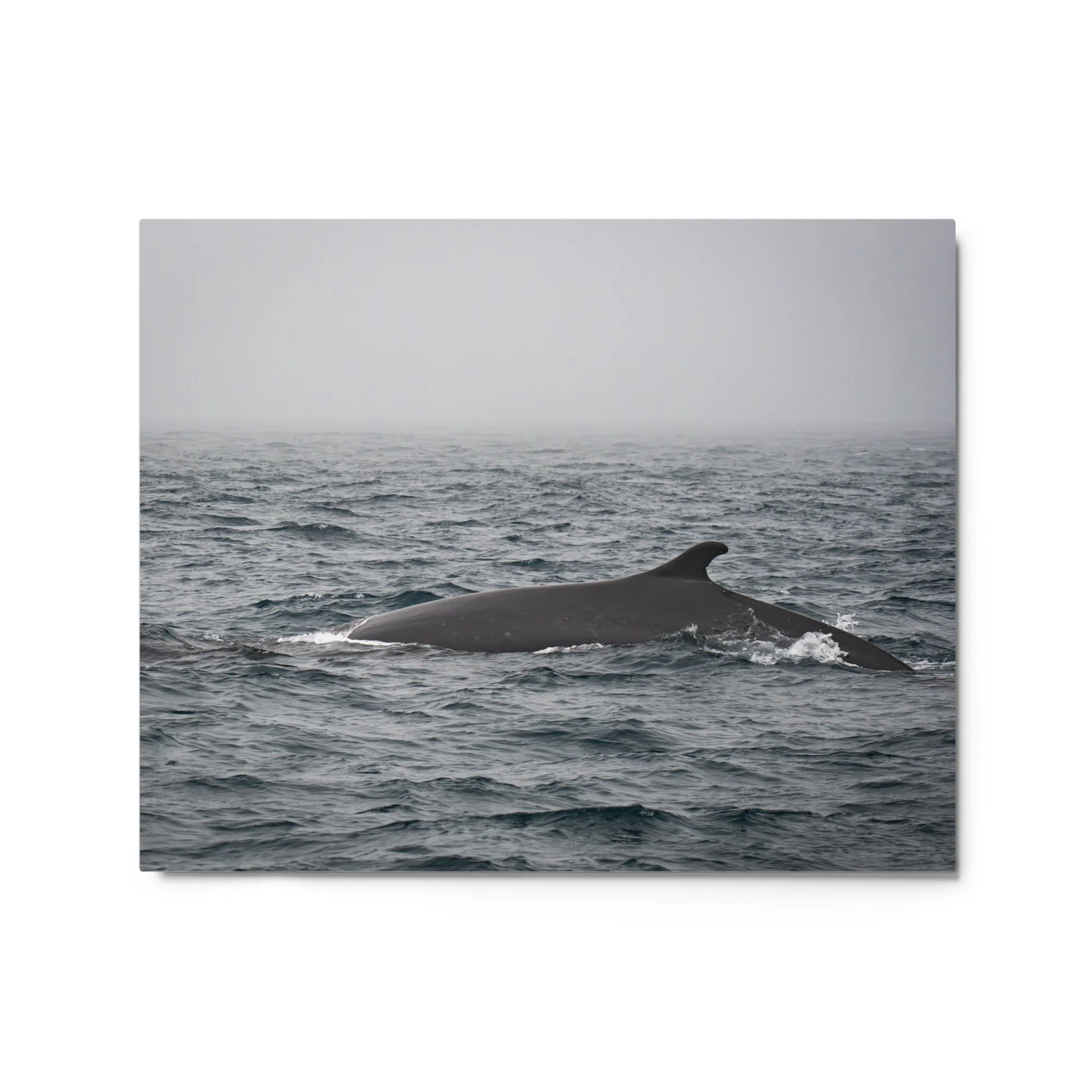 glossy-metal-print-(in)-white-16x20-front-69fbed2391ef8.jpg