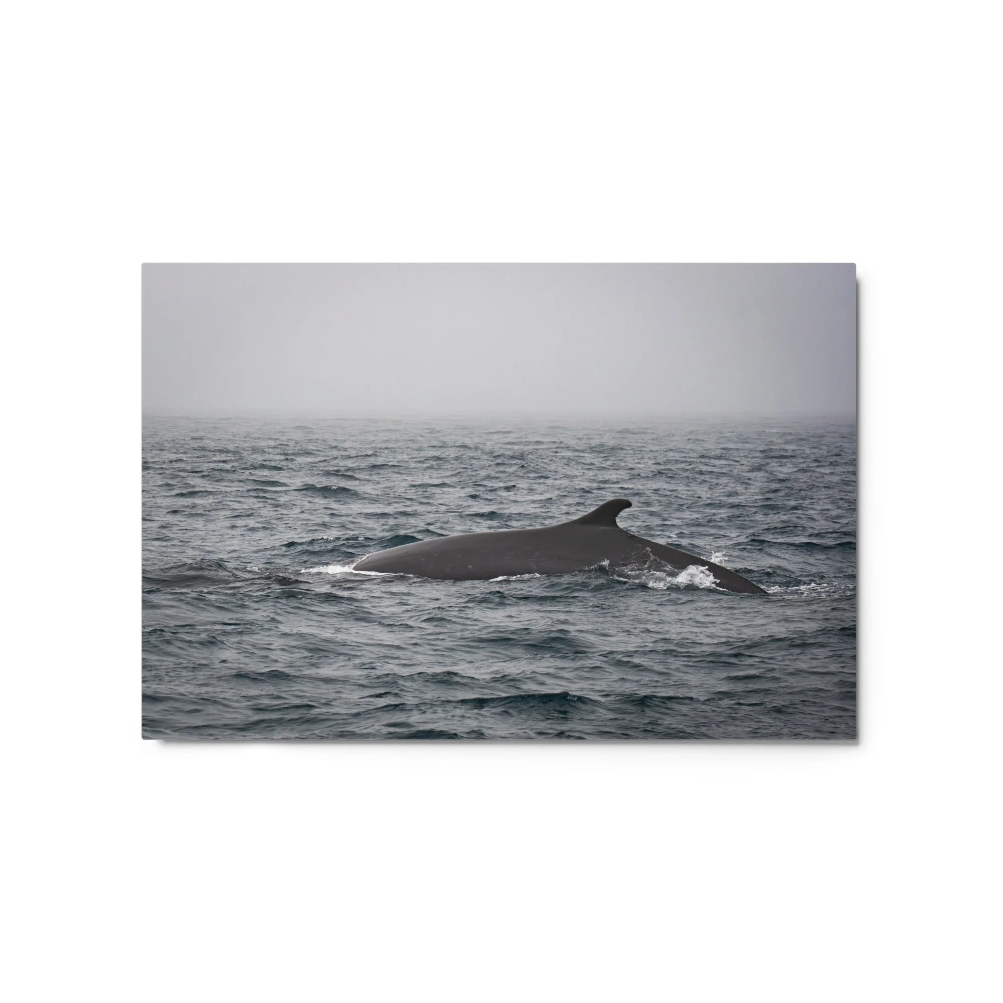 glossy-metal-print-(in)-white-20x30-front-69fbed2391f83.jpg