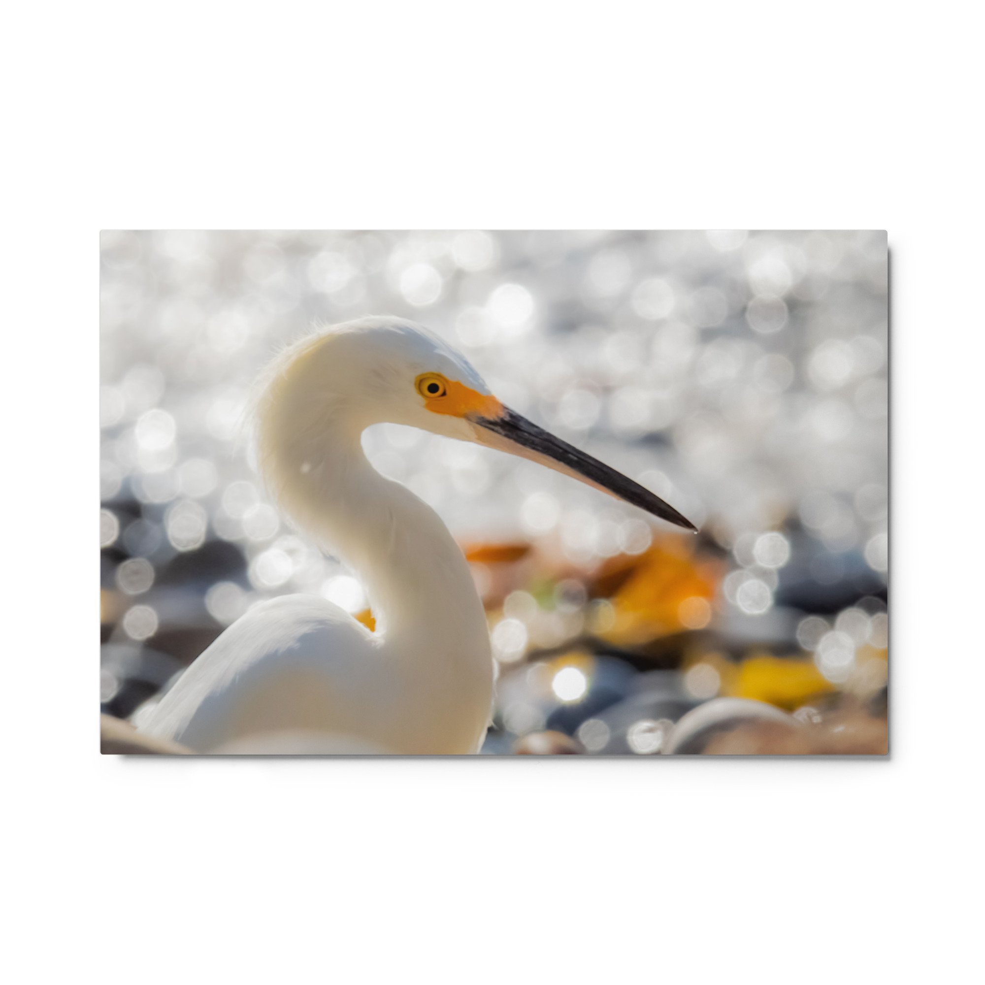 glossy-metal-print-(in)-white-24x36-front-6a011122b3311.jpg