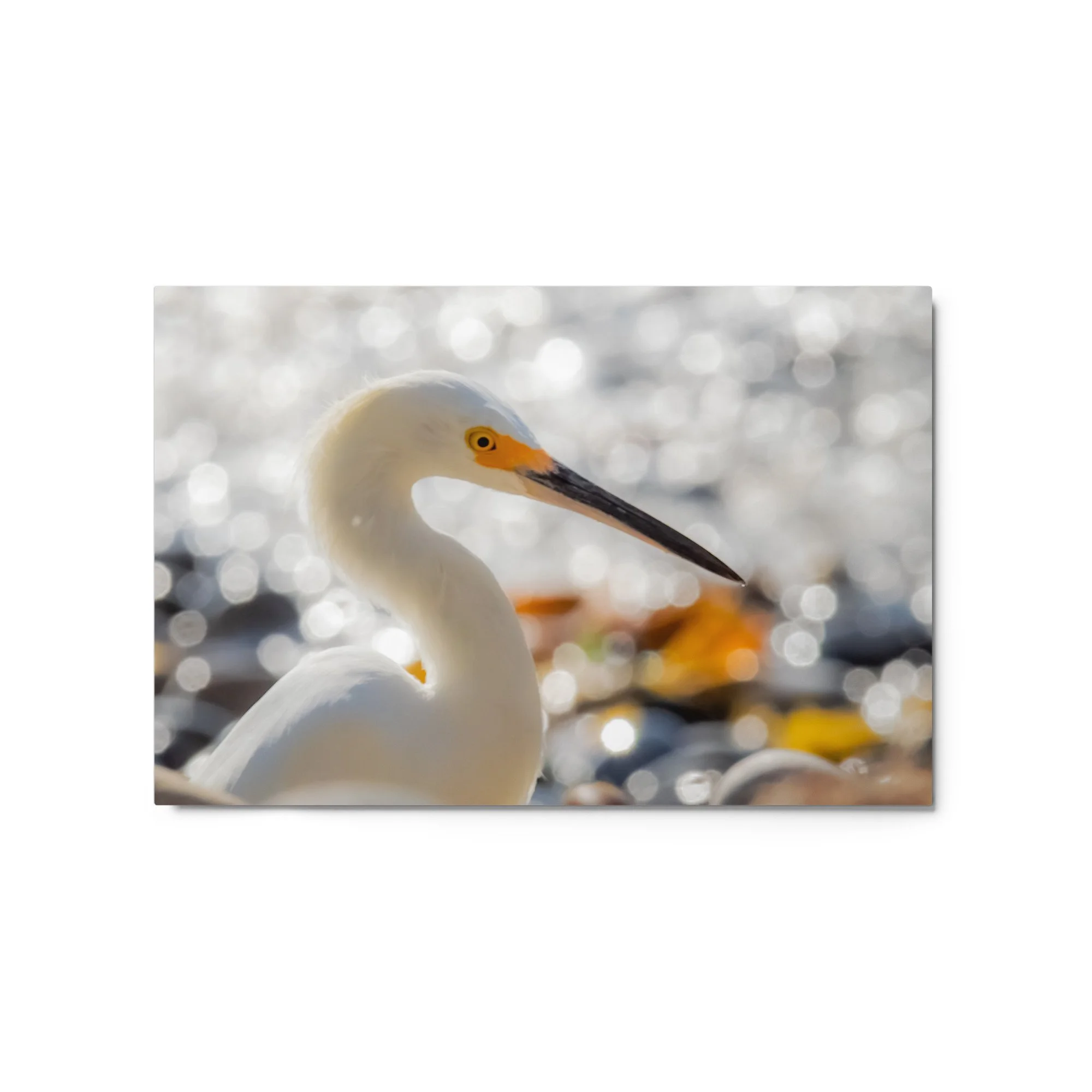 glossy-metal-print-(in)-white-20x30-front-6a011122b4608.jpg