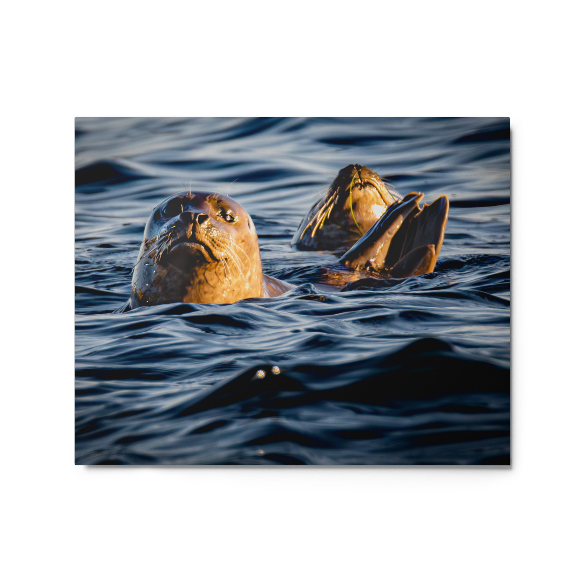 glossy-metal-print-(in)-white-16x20-front-6a017a6a68dcb.jpg