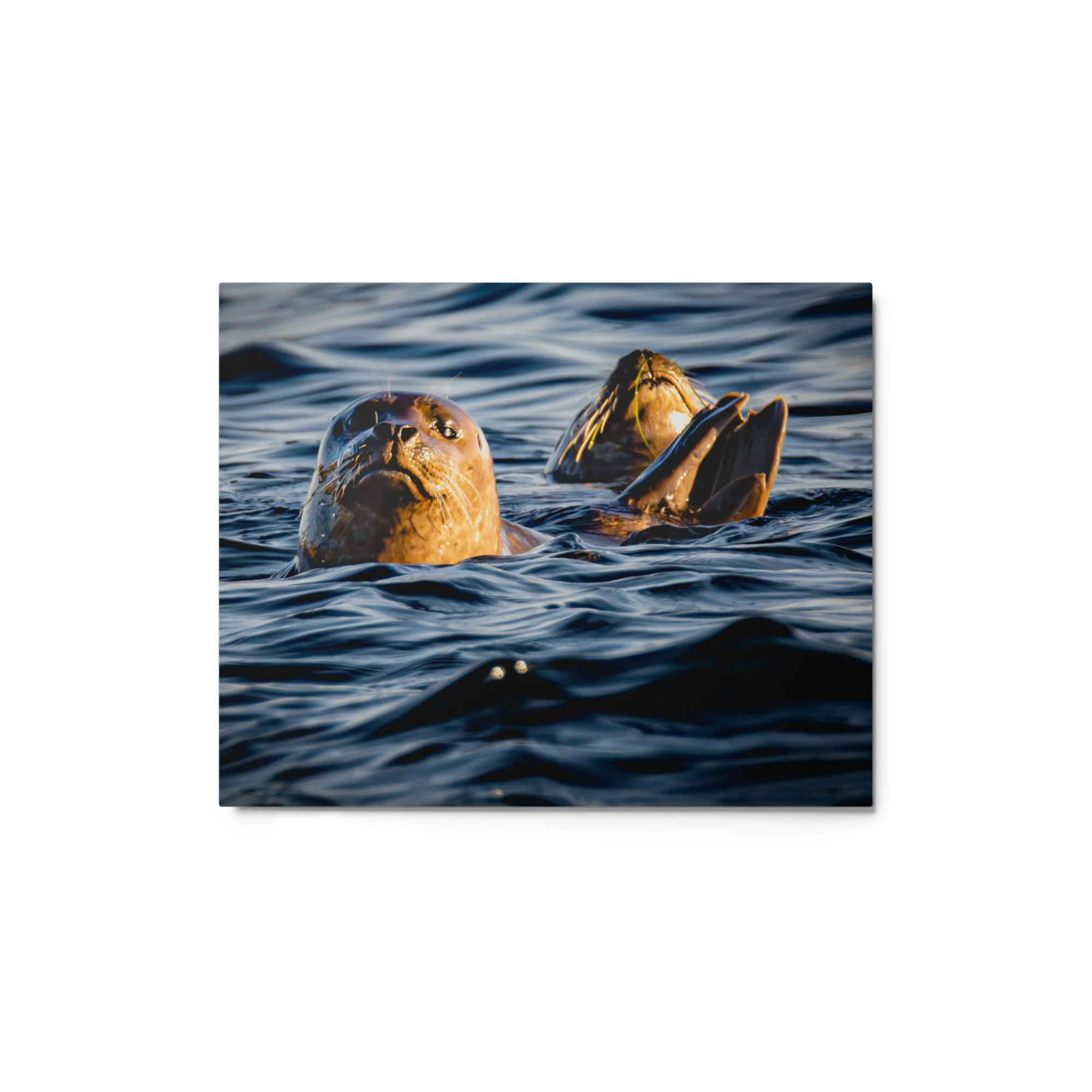 glossy-metal-print-(in)-white-8x10-front-6a017a6a69698.jpg