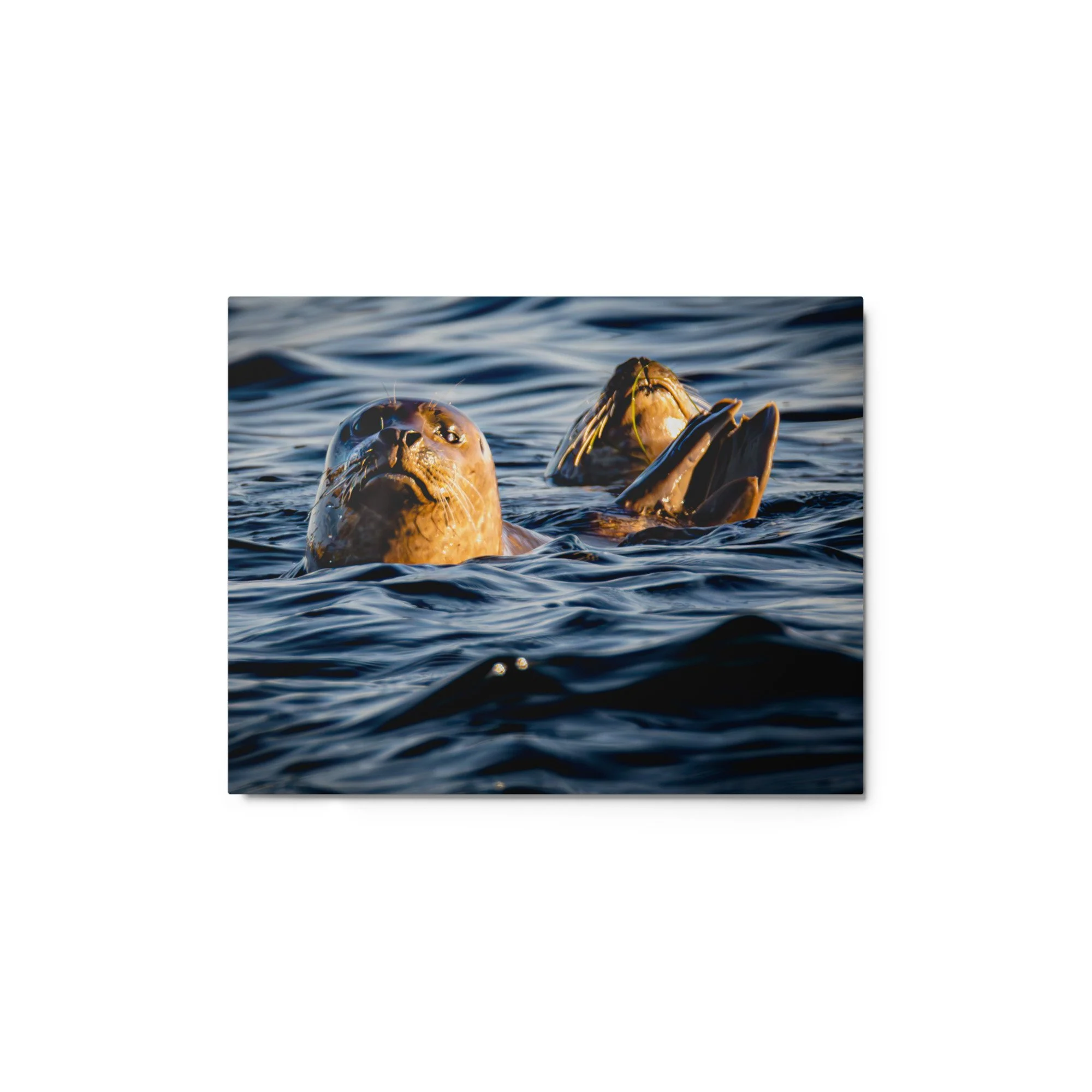 glossy-metal-print-(in)-white-11x14-front-6a017a6a69724.jpg