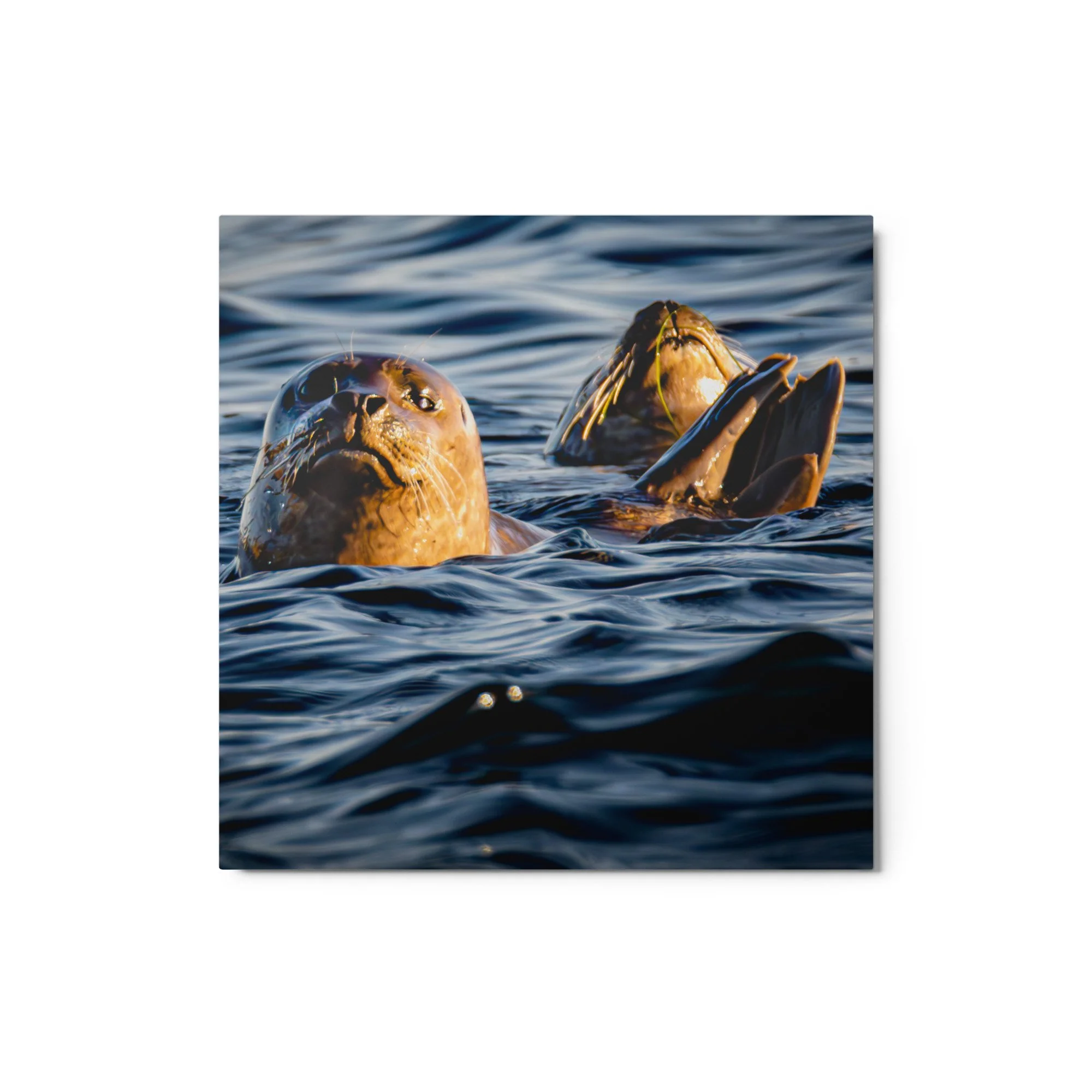 glossy-metal-print-(in)-white-12x12-front-6a017a6a69792.jpg