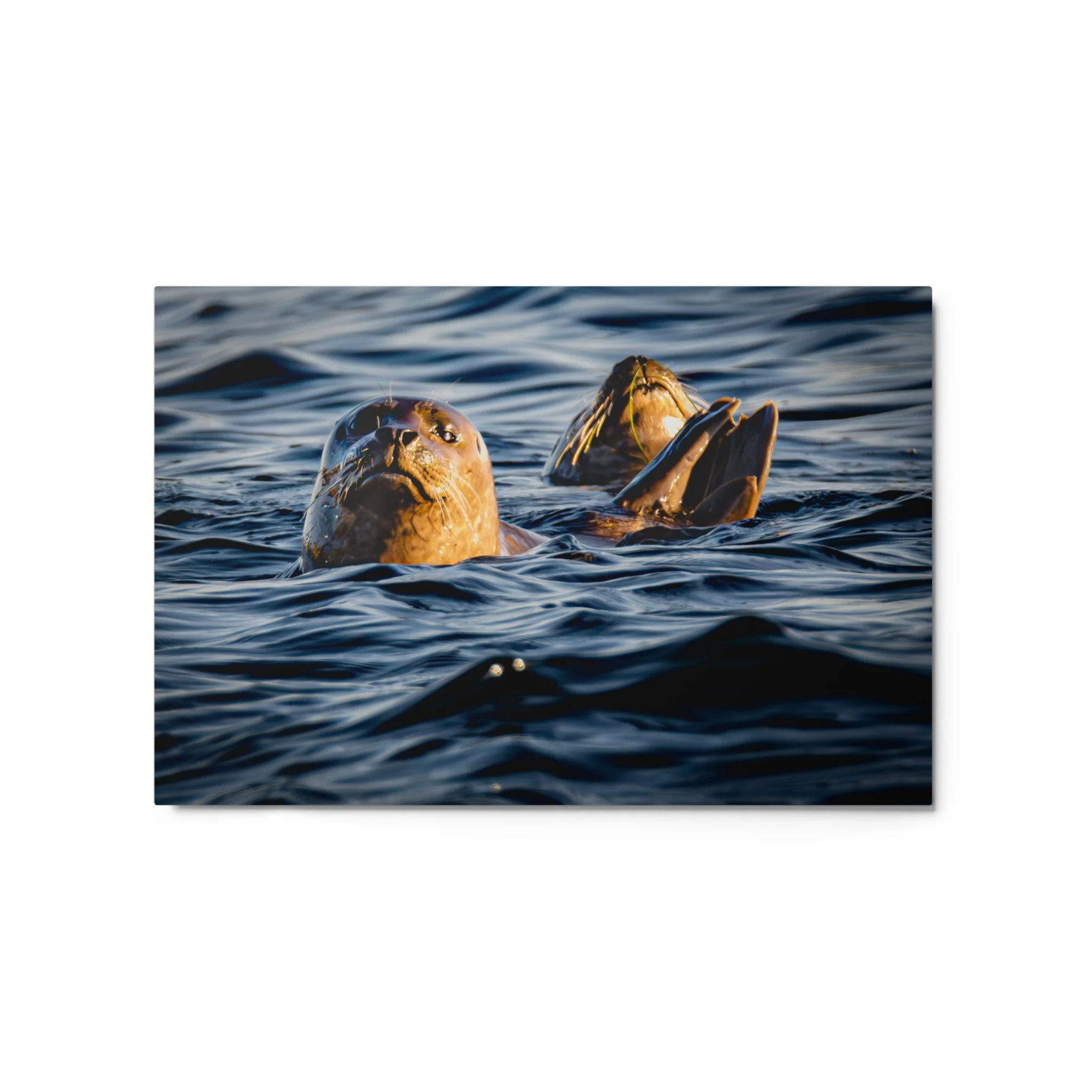 glossy-metal-print-(in)-white-20x30-front-6a017a6a6981c.jpg