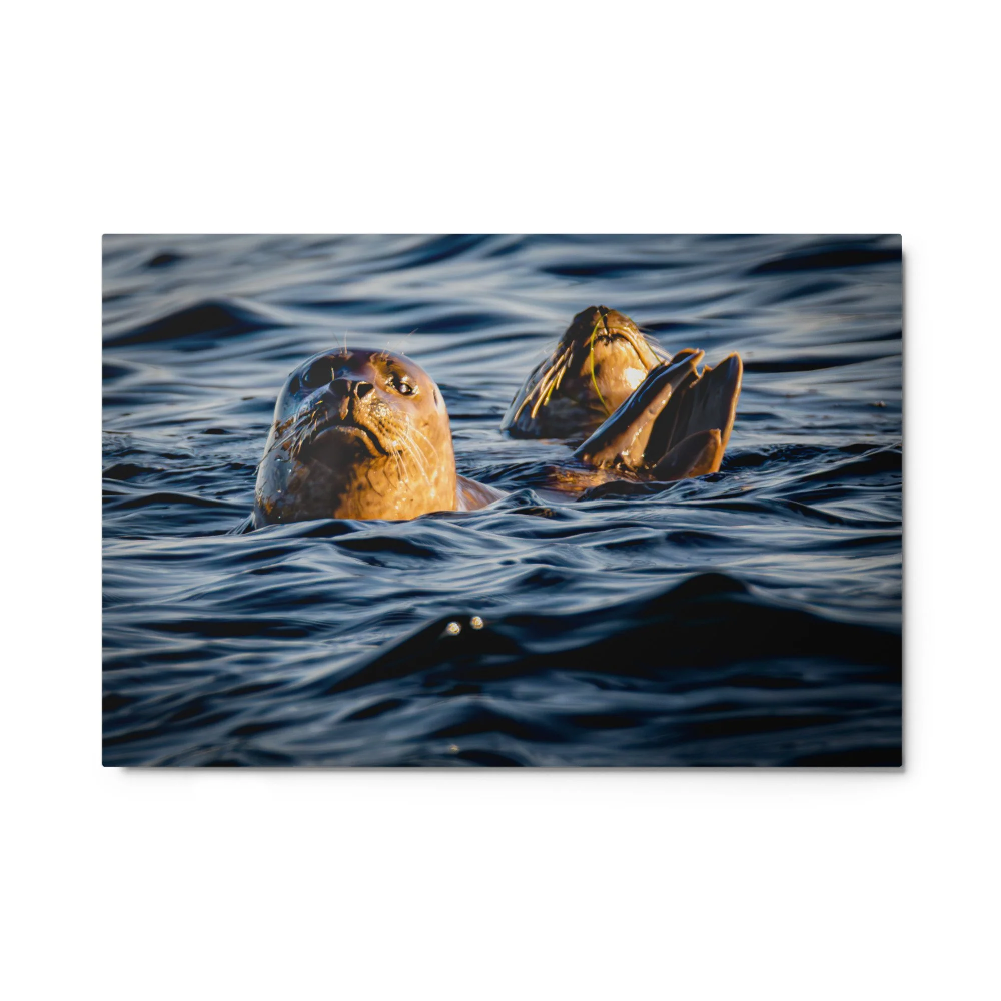 glossy-metal-print-(in)-white-24x36-front-6a017a6a6988b.jpg