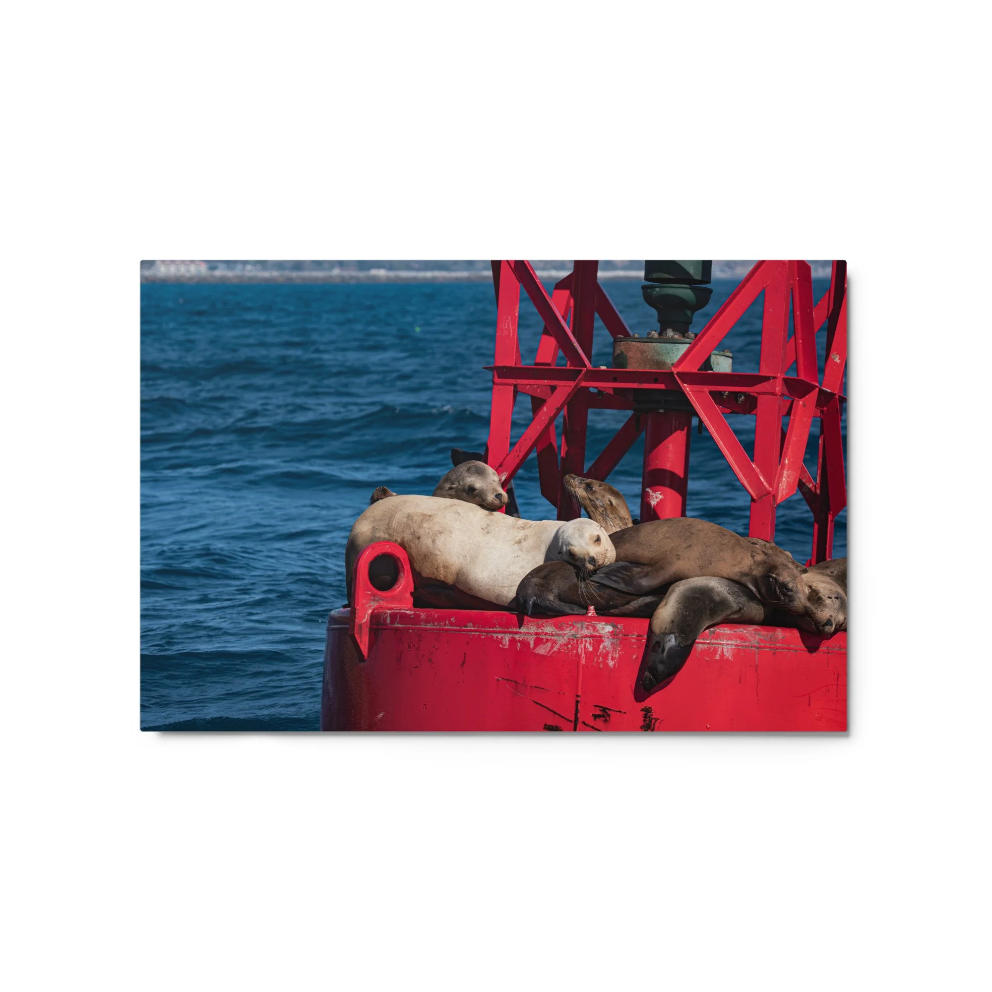 glossy-metal-print-(in)-white-20x30-front-6a042904096ce.jpg