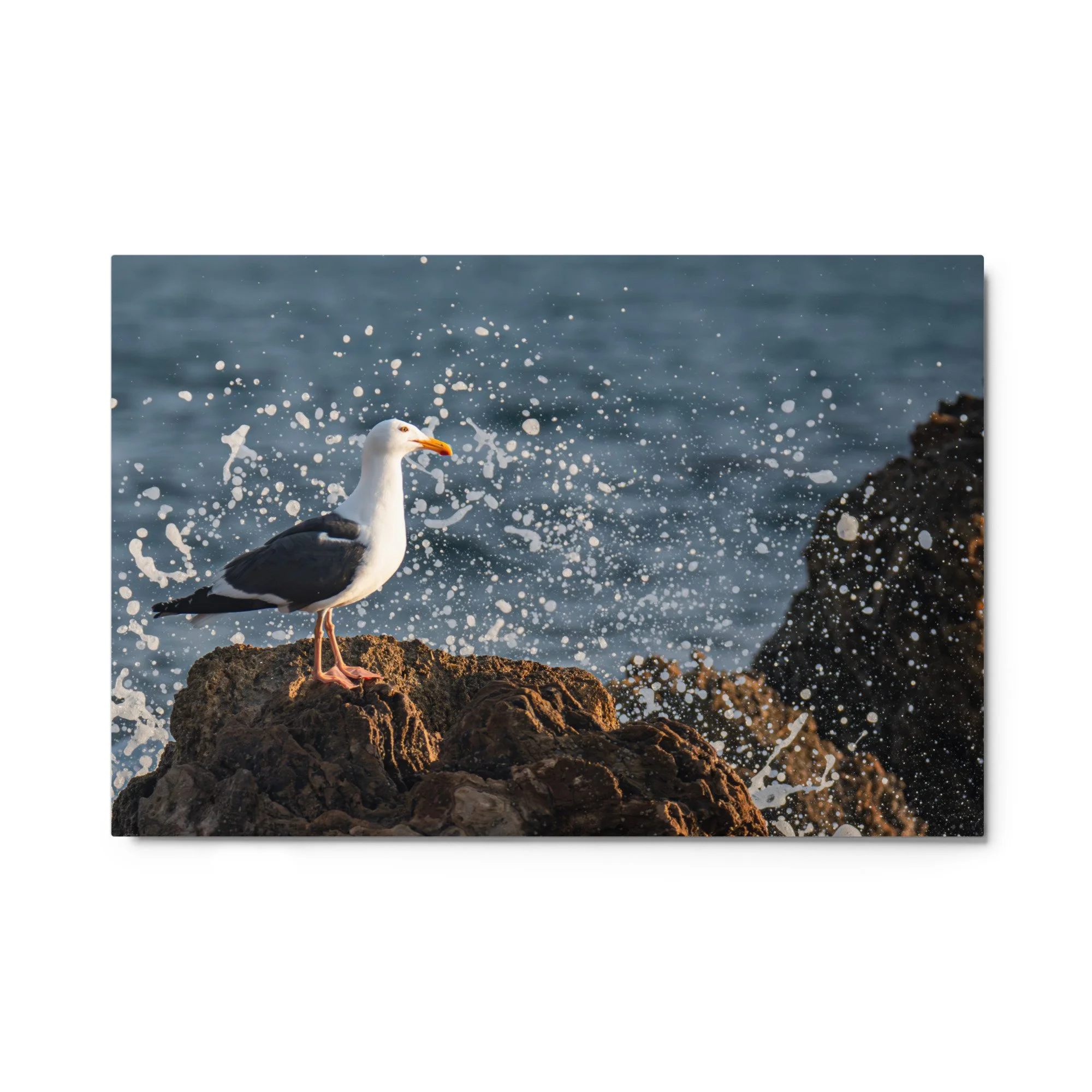 glossy-metal-print-(in)-white-24x36-front-6a043da0bd369.jpg